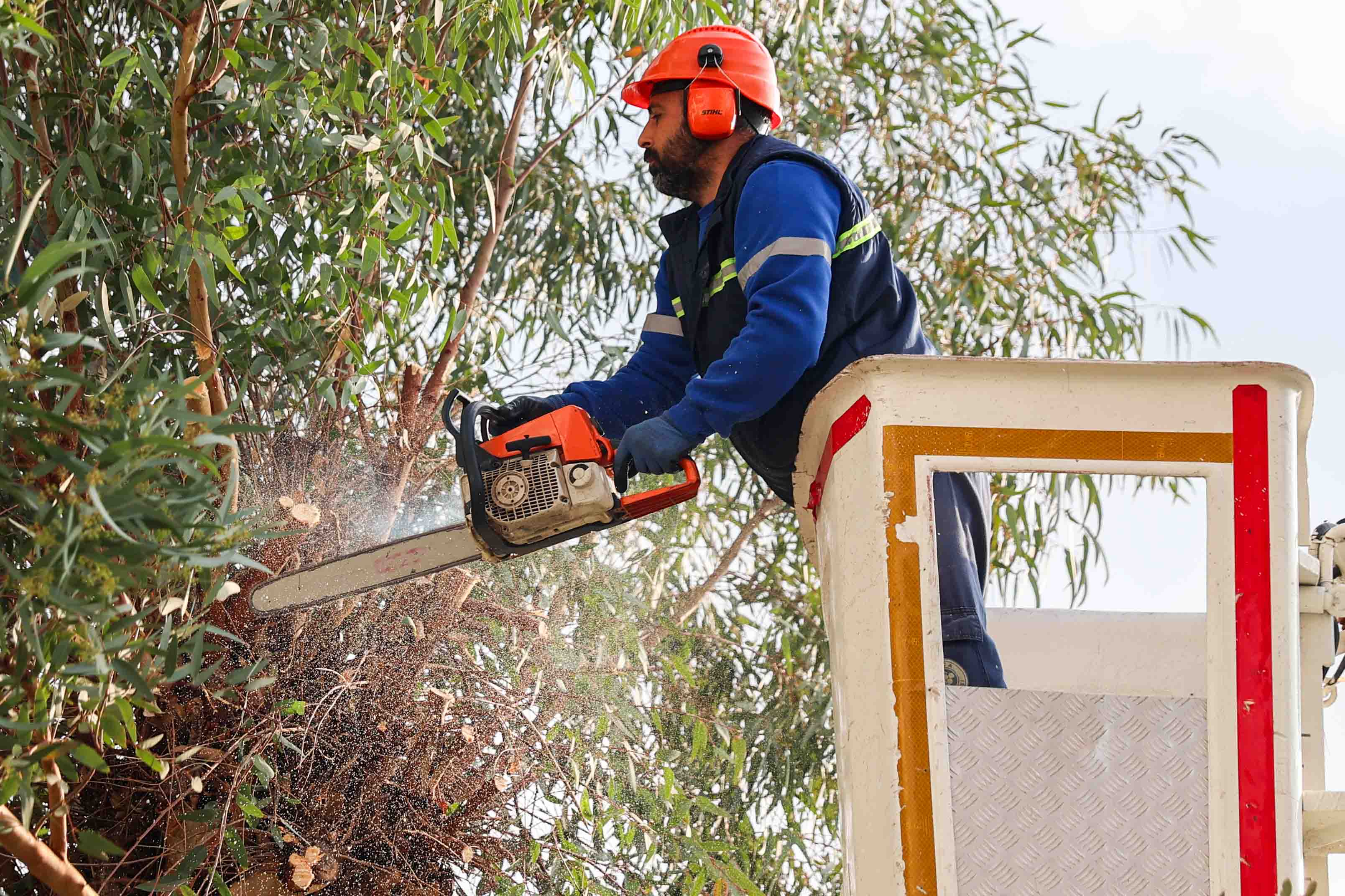 Yeşil Buca Için Çalışmalar Sürüyor Ağaçlar Tek Tek Kontrol Ediliyor (5)