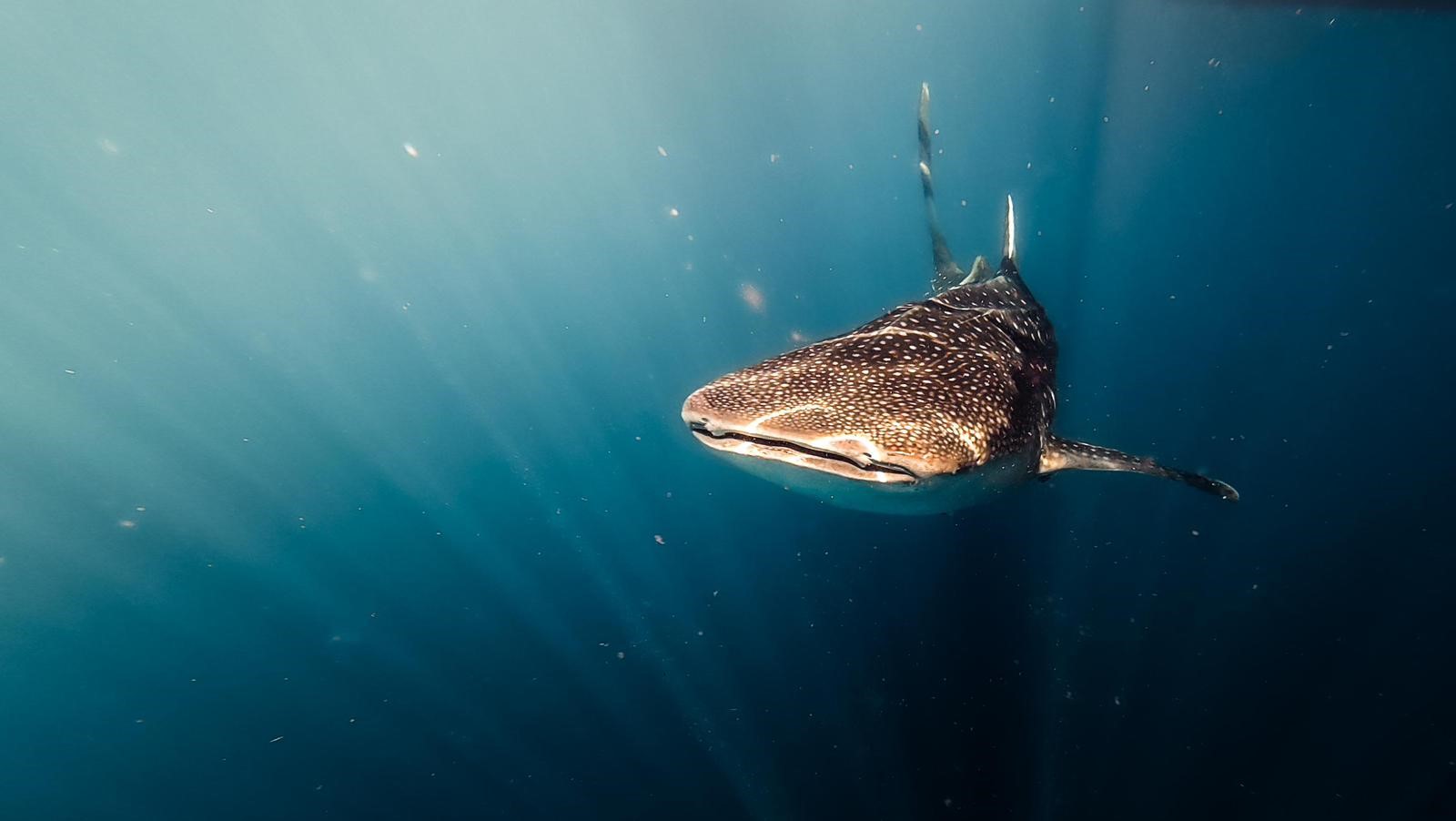 Ağlara Takıldı, Ölüme Doğru Sürükleniyordu (7)