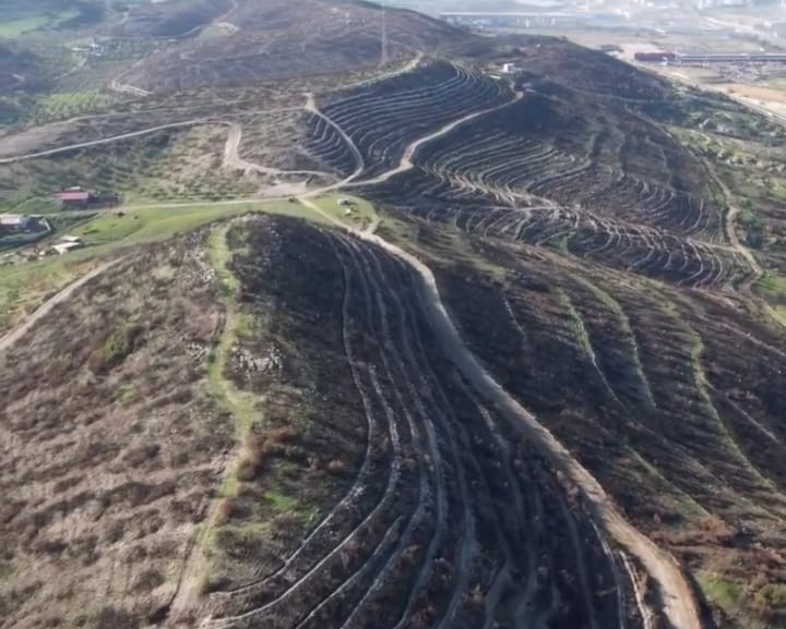 Aliağa Ve Foça’daki Orman Yangınlarının Izleri Siliniyor (2)