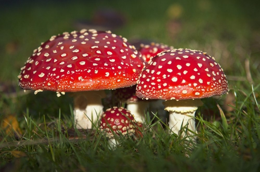 Amanita Muscaria