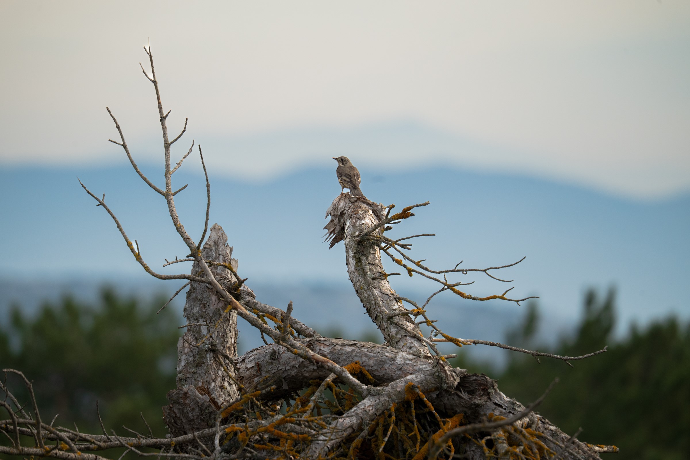 Aralık Ayı Bitti, Spil Dağı’nda Kış Gelmedi! Kar Bekleniyor (4)