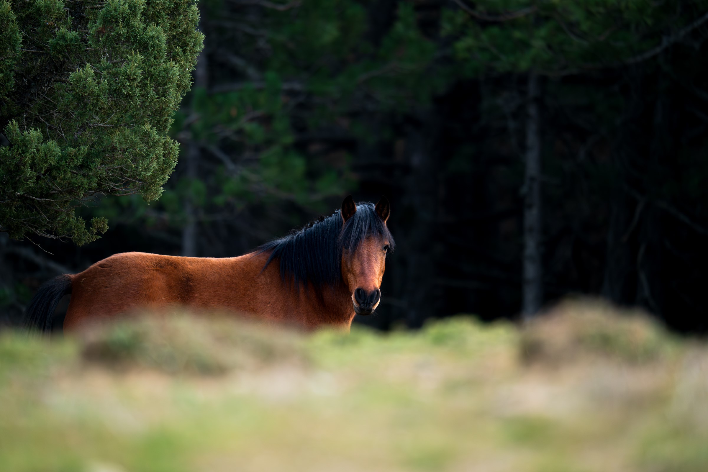 Aralık Ayı Bitti, Spil Dağı’nda Kış Gelmedi! Kar Bekleniyor (5)