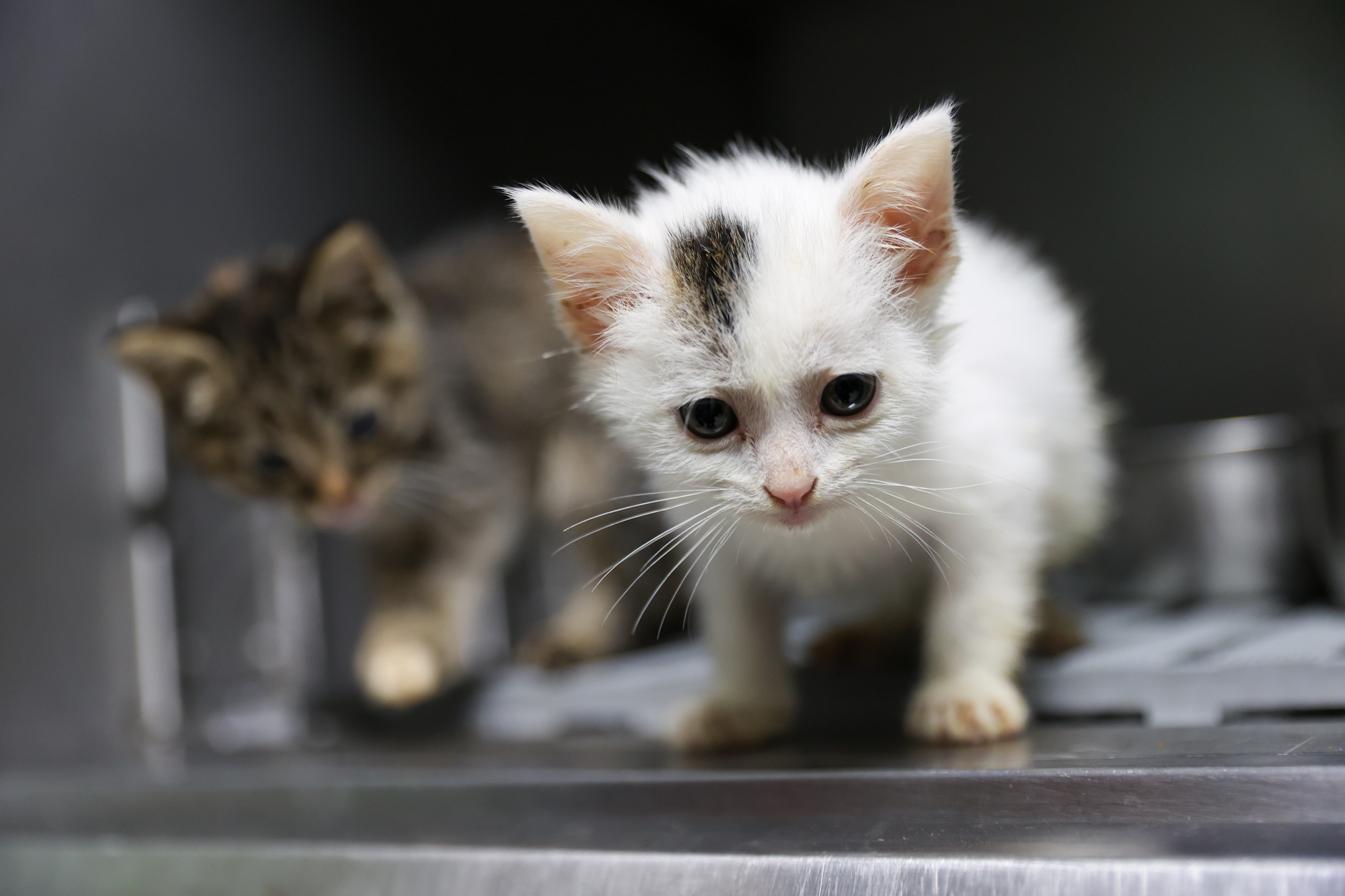 Buca’da 'Satın Alma, Sahiplen' Çağrısı Karşılık Buldu (2)