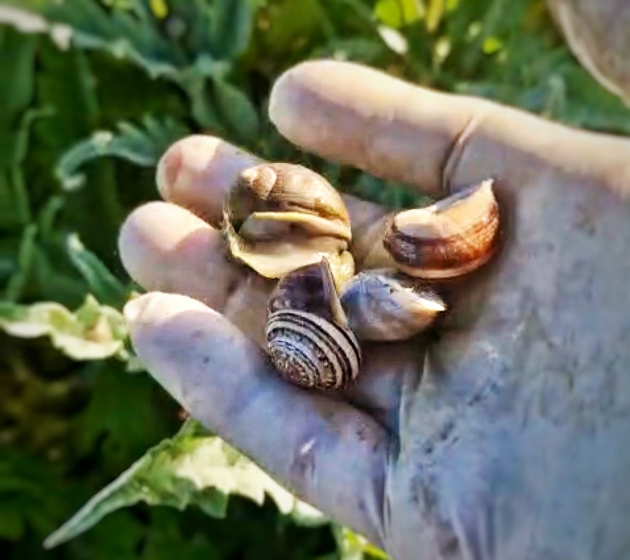 Çeşme’de Sıra Dışı Iş Ilanı Salyangoz Toplama! (1)-2