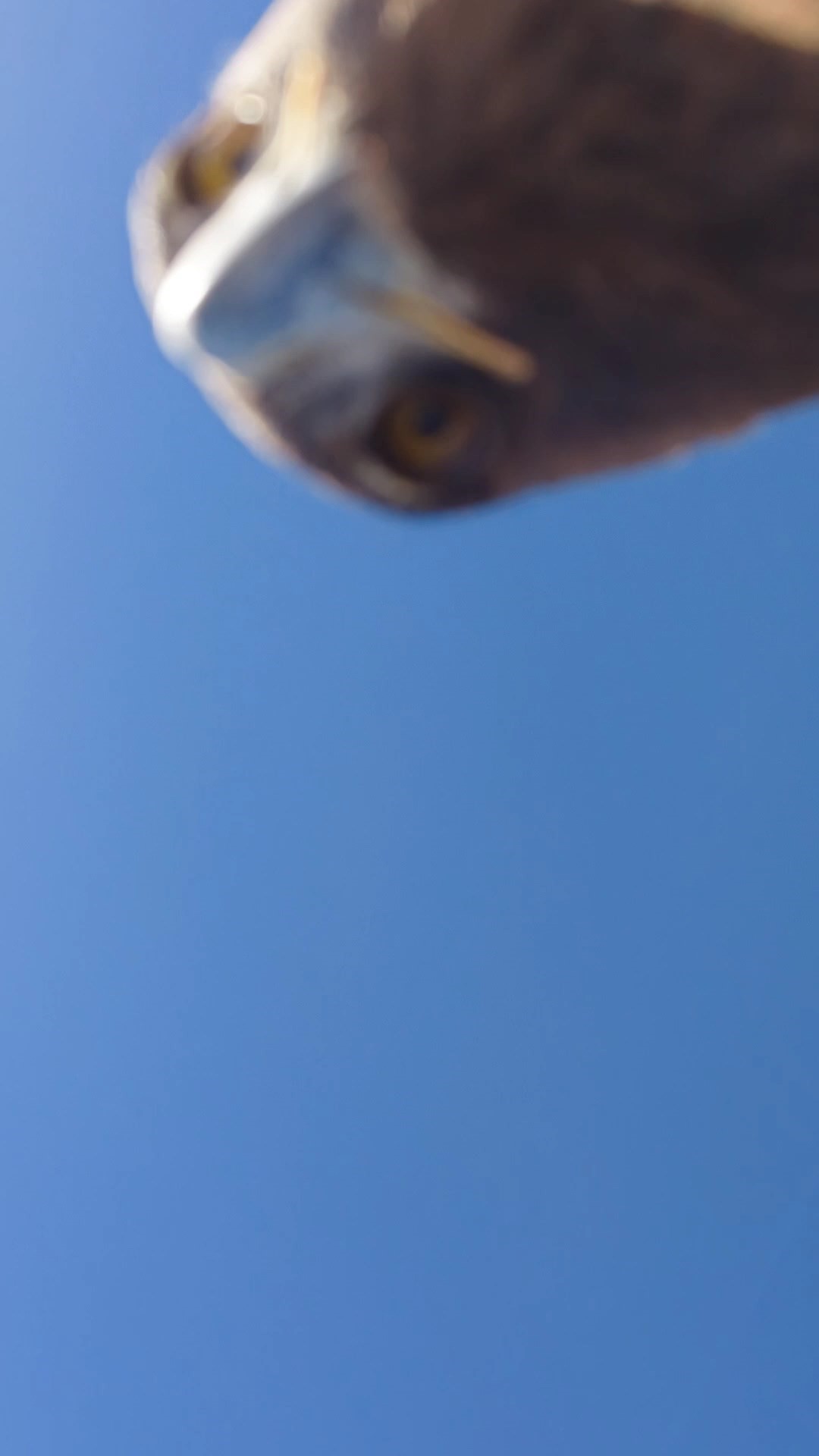 Dağın Zirvesinde Şaşırtan Anlar Kartal Dronu Böyle Kaptı (4)