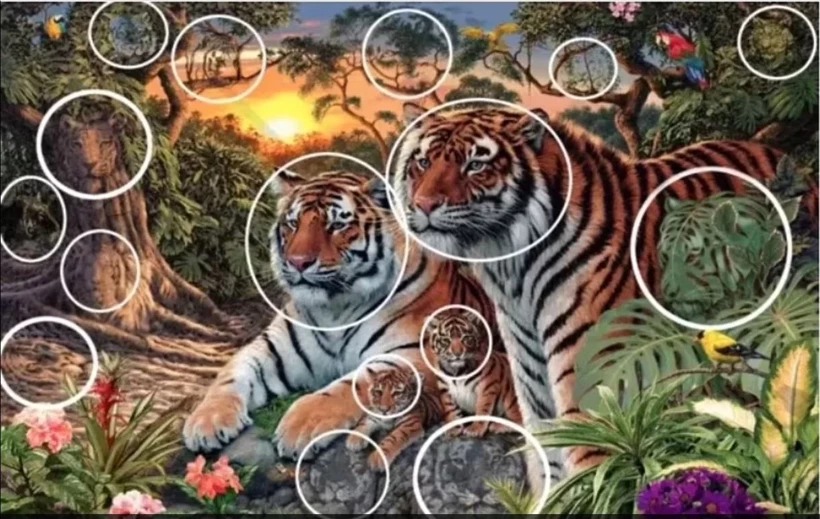 Fotoğrafta Kaç Kaplan Var Sosyal Medya Bu Bulmacayı Konuşuyor (1)