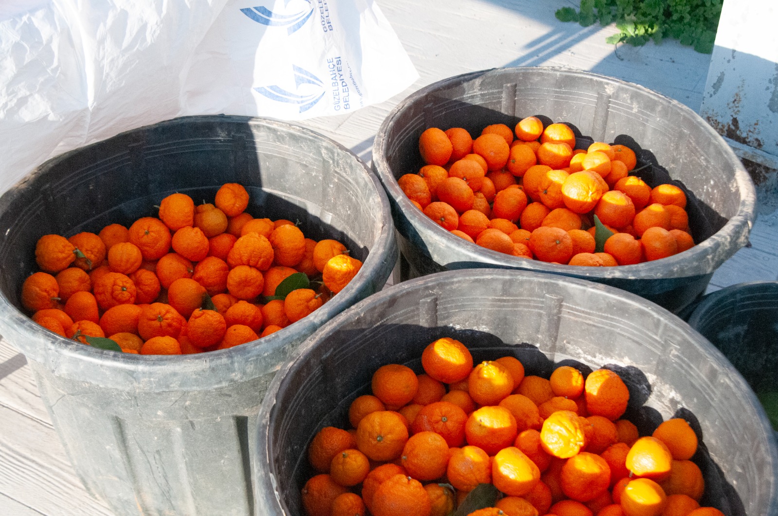Güzelbahçe’de Kimse Denetlemiyor Ama Herkes Güveniyor (8)