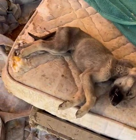 Hayvan Sevgisi Üzerinden Bağış Toplandı, Sözde Barınakta Korkunç Tablo Ortaya Çıktı (1)