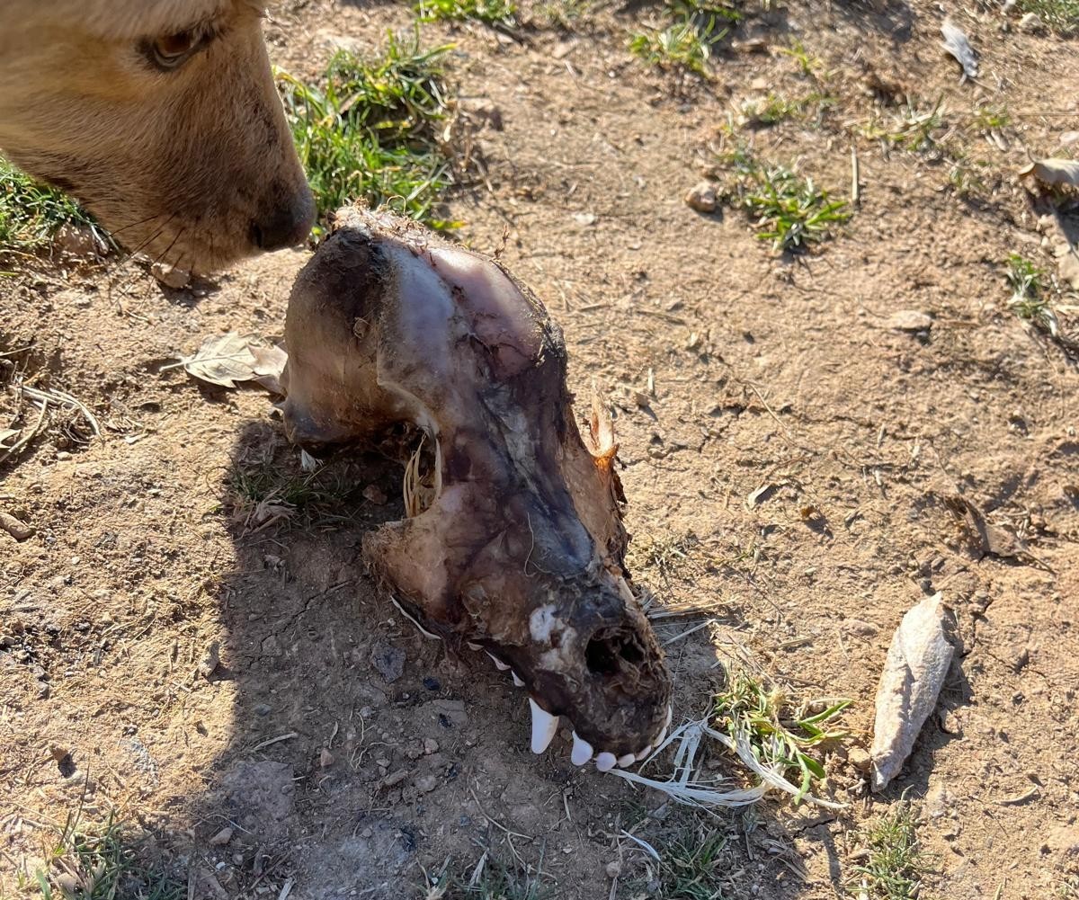 Hayvan Sevgisi Üzerinden Bağış Toplandı, Sözde Barınakta Korkunç Tablo Ortaya Çıktı (4)