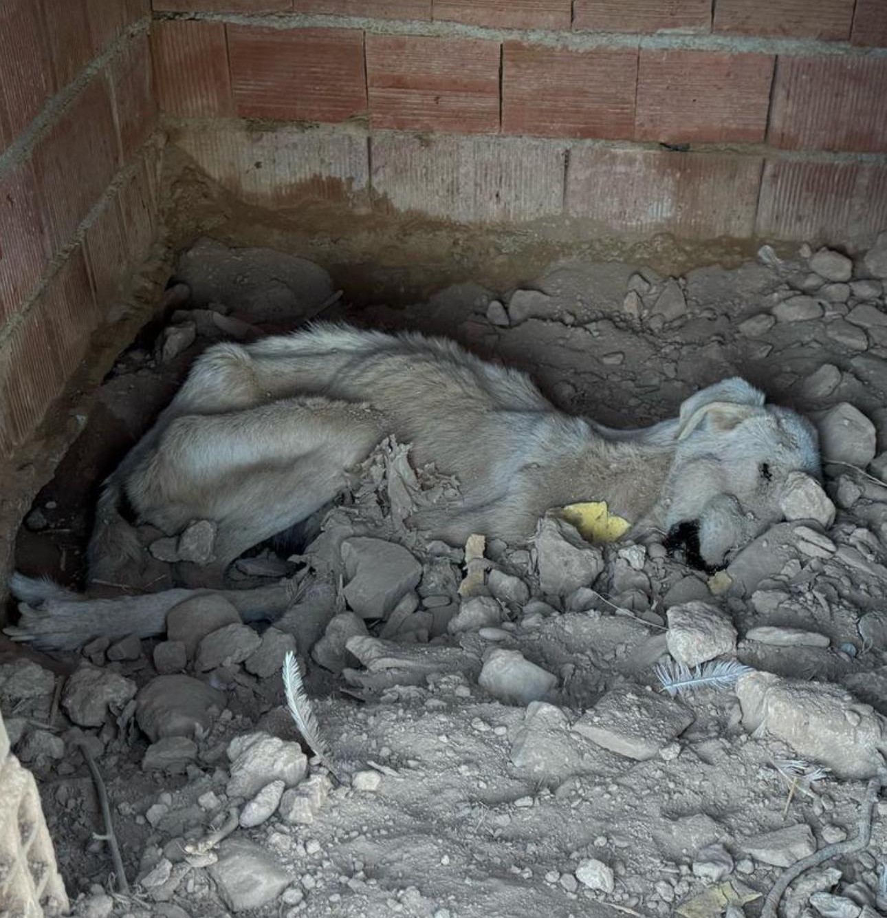 Hayvan Sevgisi Üzerinden Bağış Toplandı, Sözde Barınakta Korkunç Tablo Ortaya Çıktı (6)