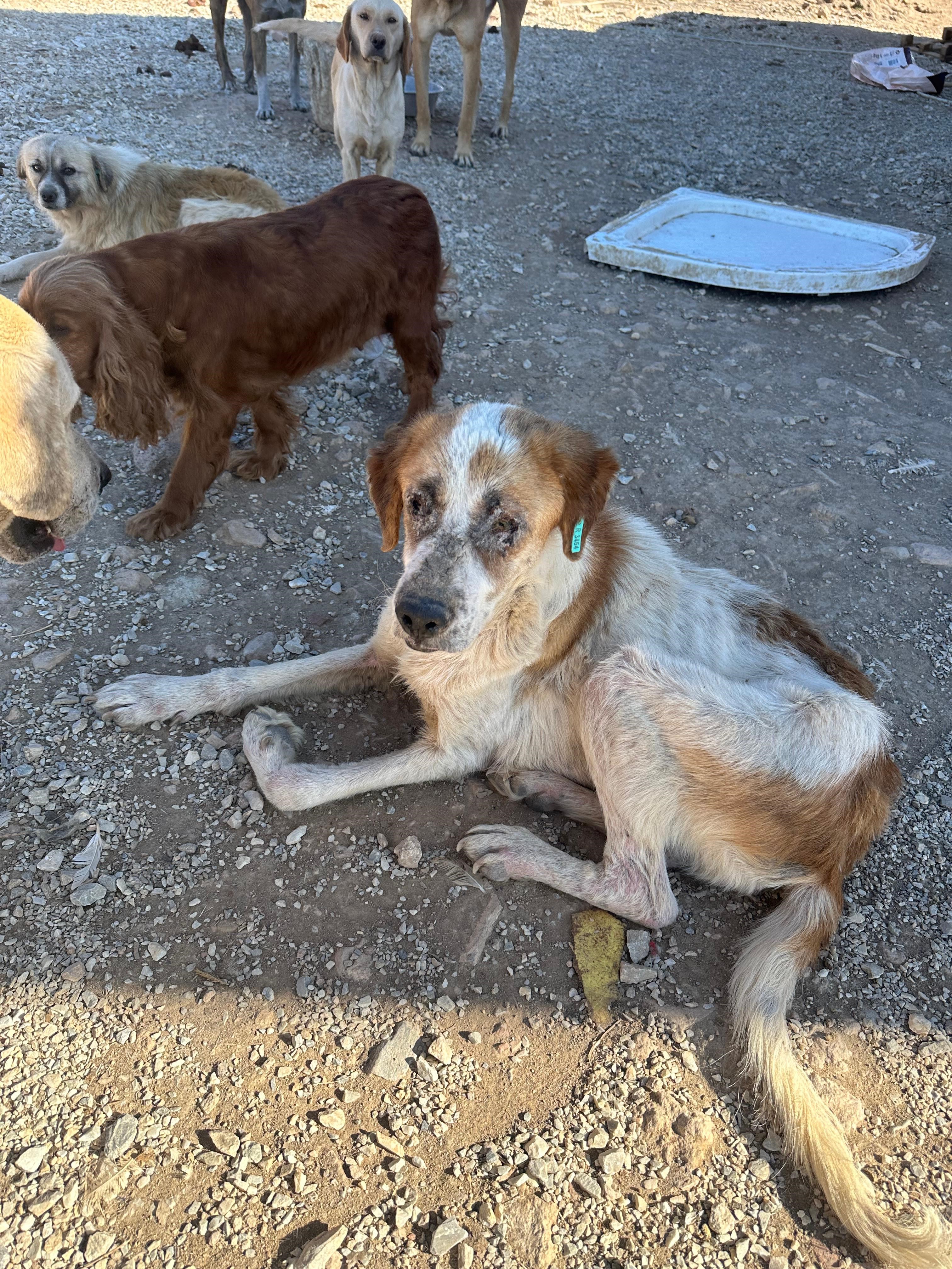 Hayvan Sevgisi Üzerinden Bağış Toplandı, Sözde Barınakta Korkunç Tablo Ortaya Çıktı (9)
