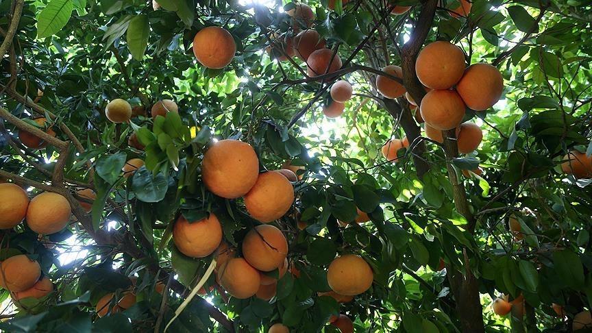 İlaç Kullananlar Dikkat! Doktorların 'Asla Birlikte Almayın' Dediği Meyve (2)