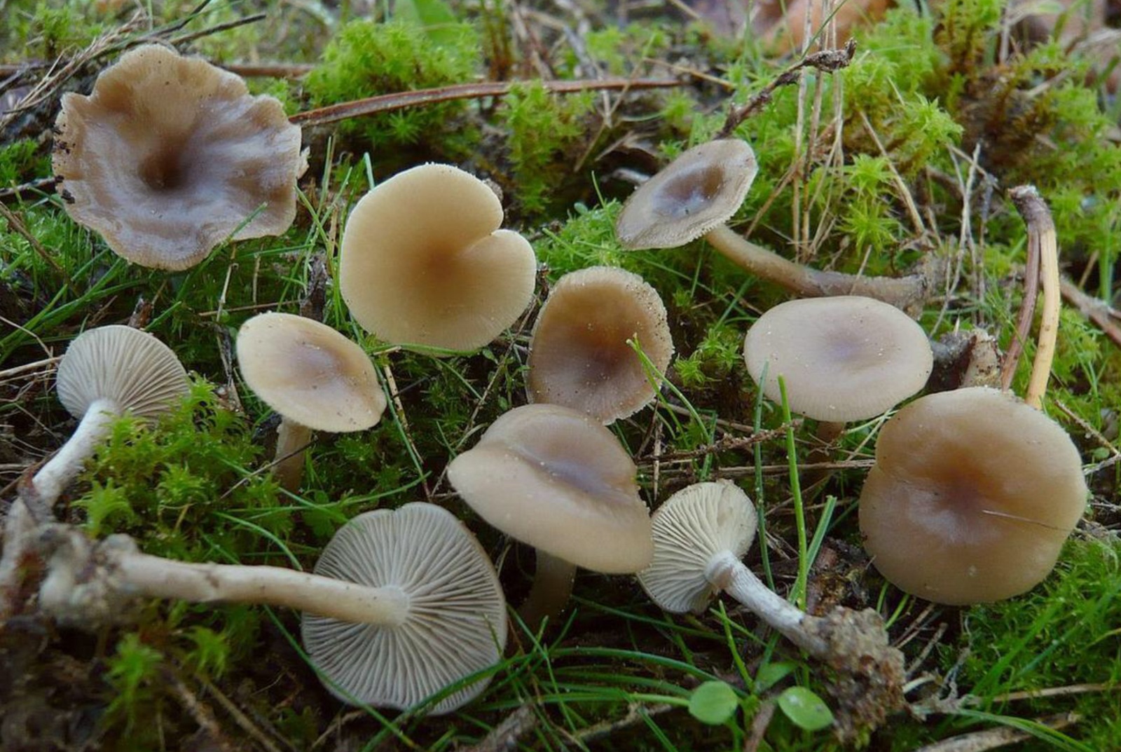 Inocybe Ve Clitocybe