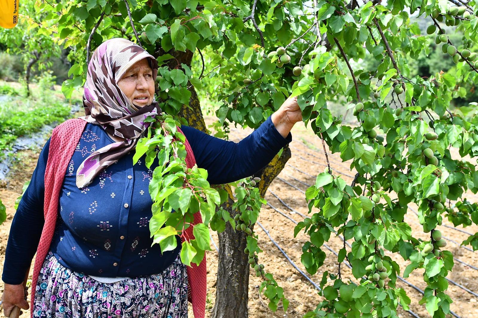 İzmir Büyükşehir’den Çiftçiye 550 Milyon Liralık Destek (4)