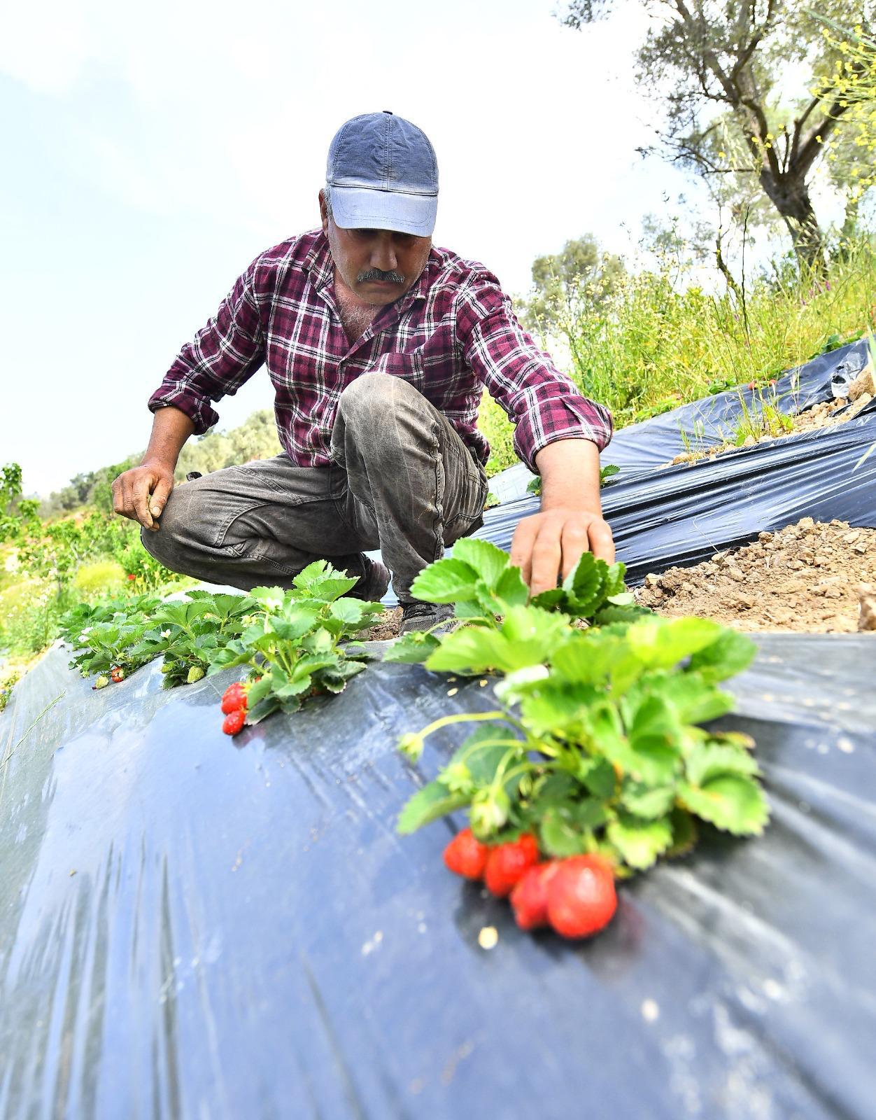 İzmir Büyükşehir’den Çiftçiye 550 Milyon Liralık Destek (5)