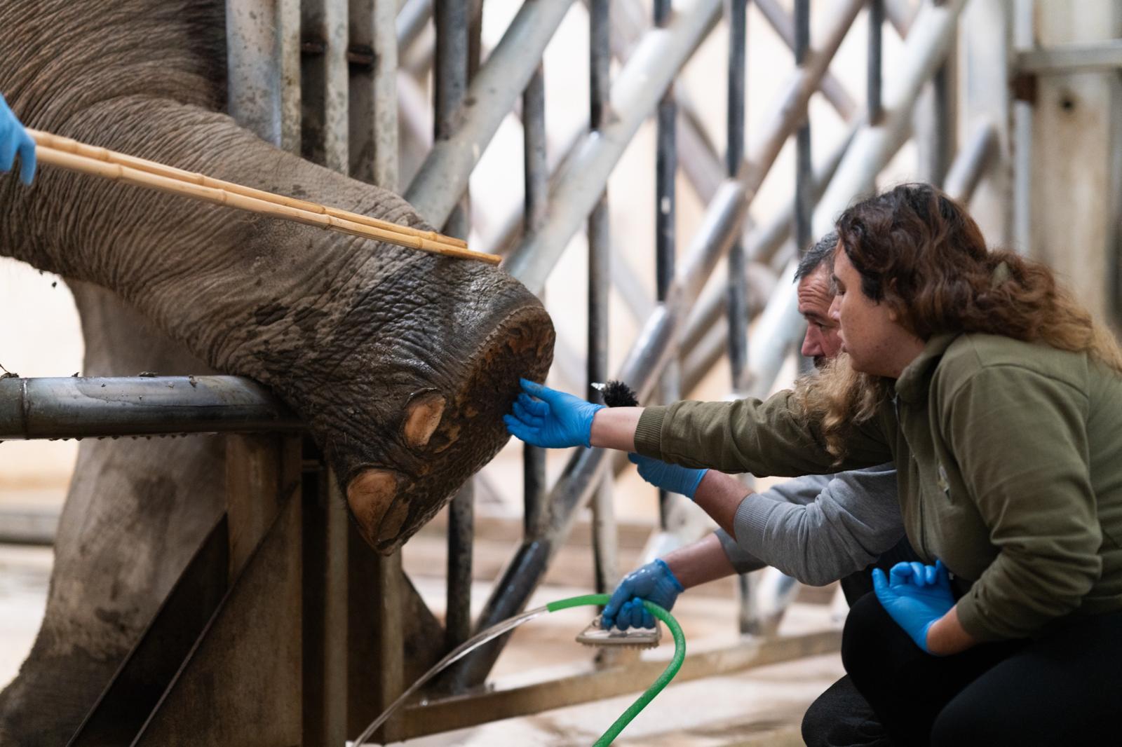 İzmir Doğal Yaşam Parkı’ndan Hayat Kurtaran Uygulama (1)