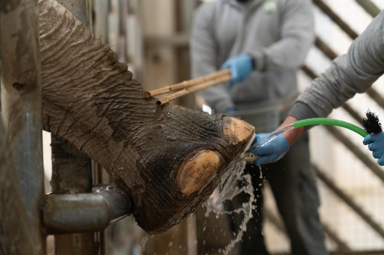 İzmir Doğal Yaşam Parkı’ndan Hayat Kurtaran Uygulama (5)