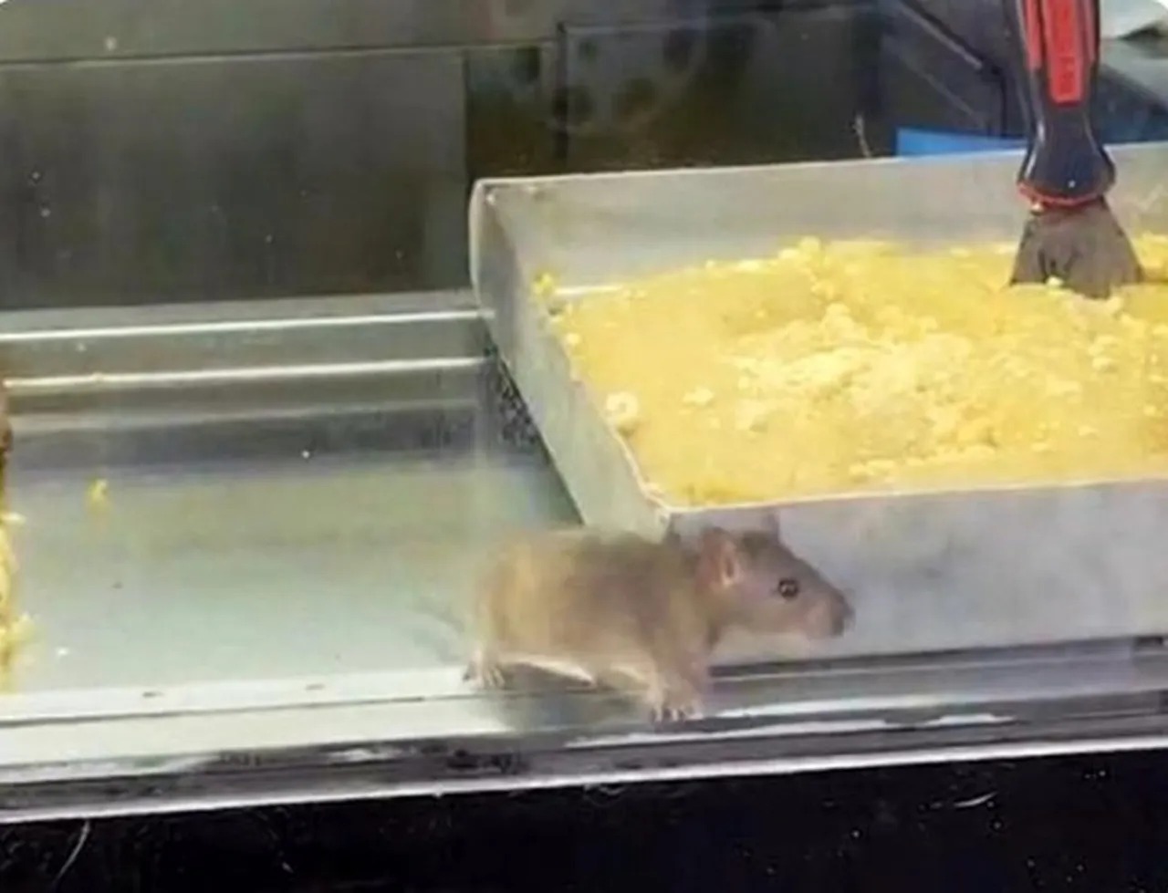 İzmir’de Börekçide Mide Bulandıran Görüntü Fareli Vitrin! (2)