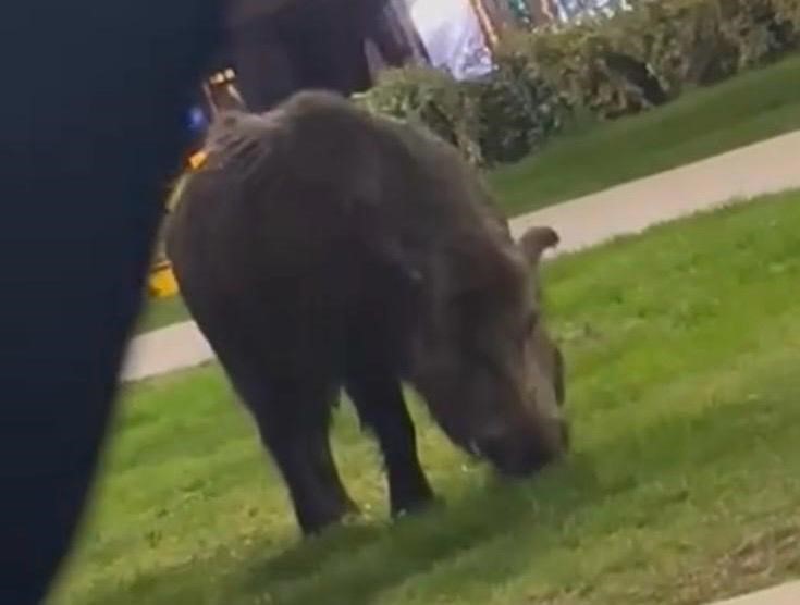 İzmir’de Yaban Domuzları Yerleşimlere Indi Geceleri Sokaklar Tedirgin Ediyor (4)