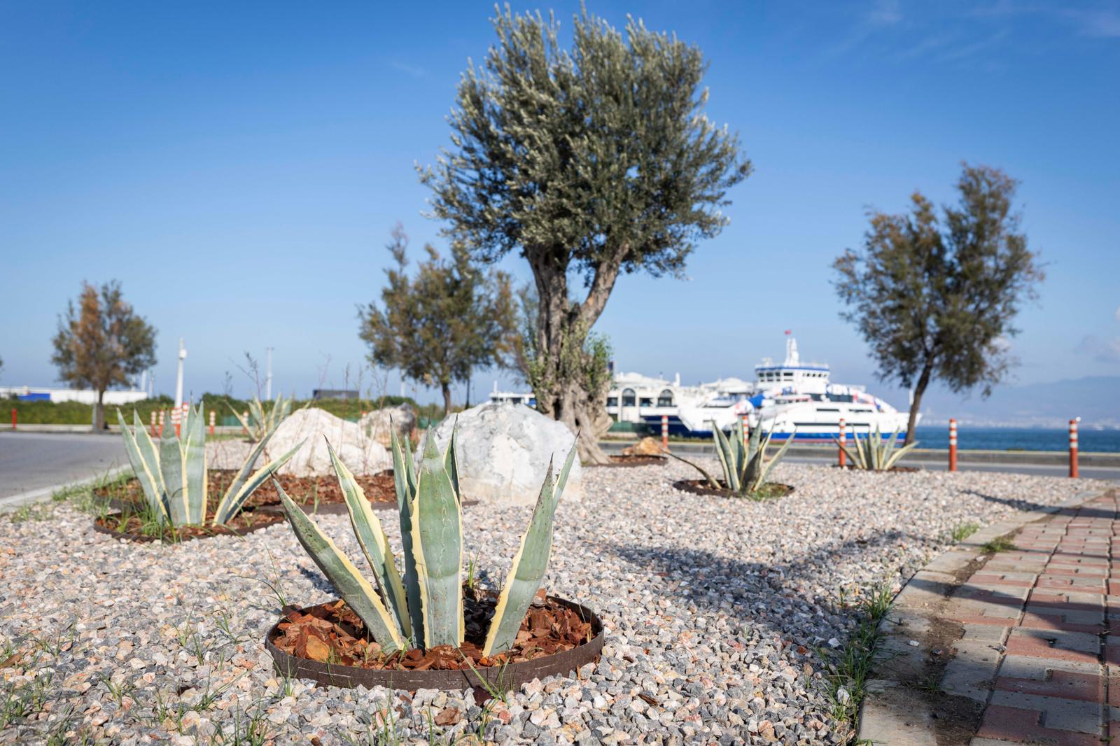 İzmir’in Yeşil Alanları Su Tasarruflu Bitkilerle Yenileniyor (8)