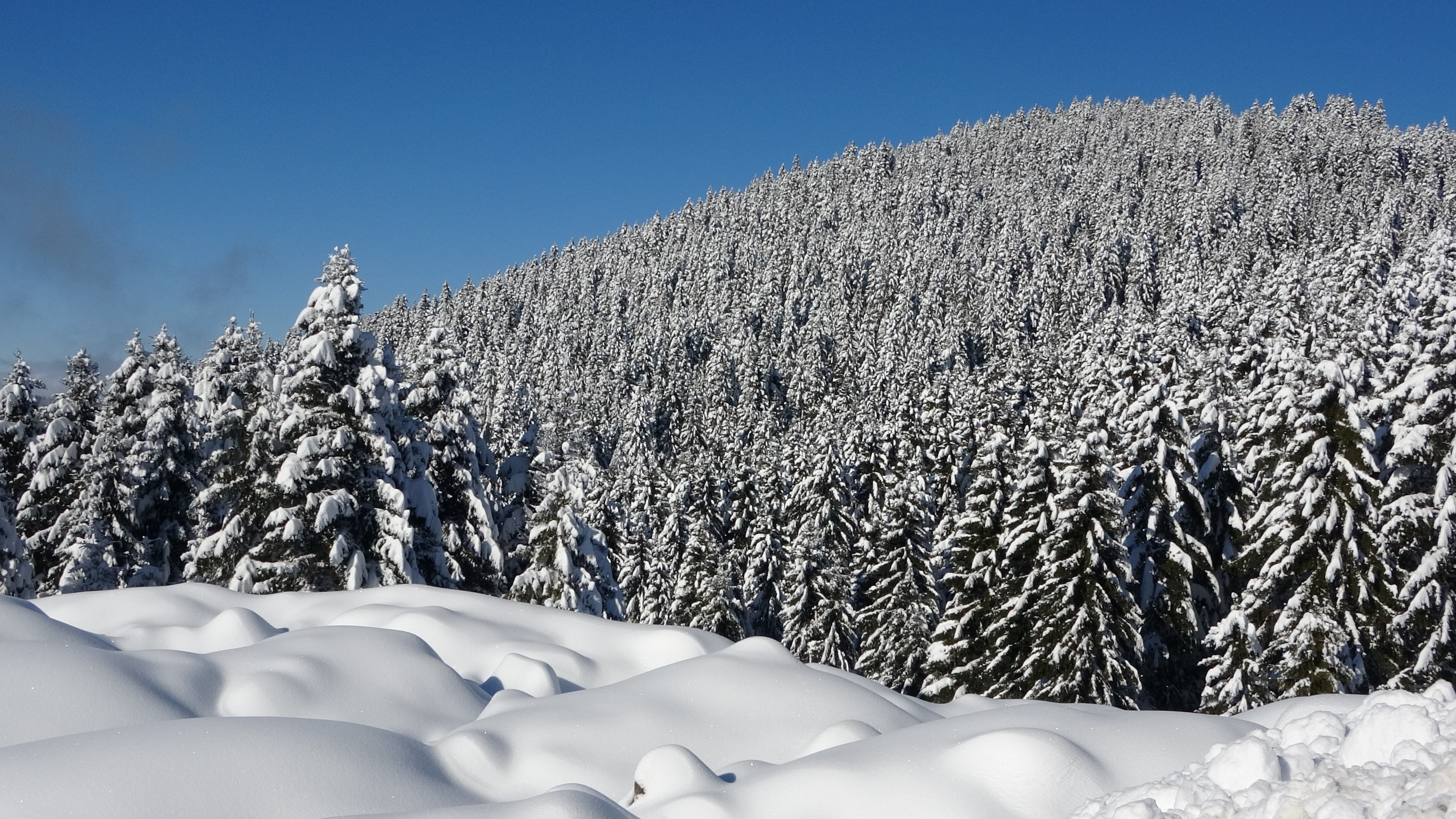 Kar Bastırdı, Yaylada Sezon Kapandı Dönüş Yolunda Ilginç Manzaralar (6)