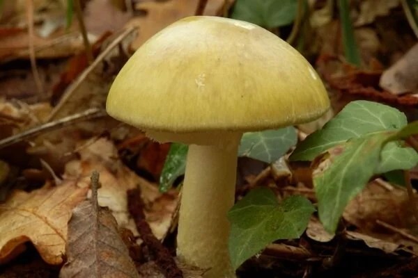 Köygöçüren Mantarı