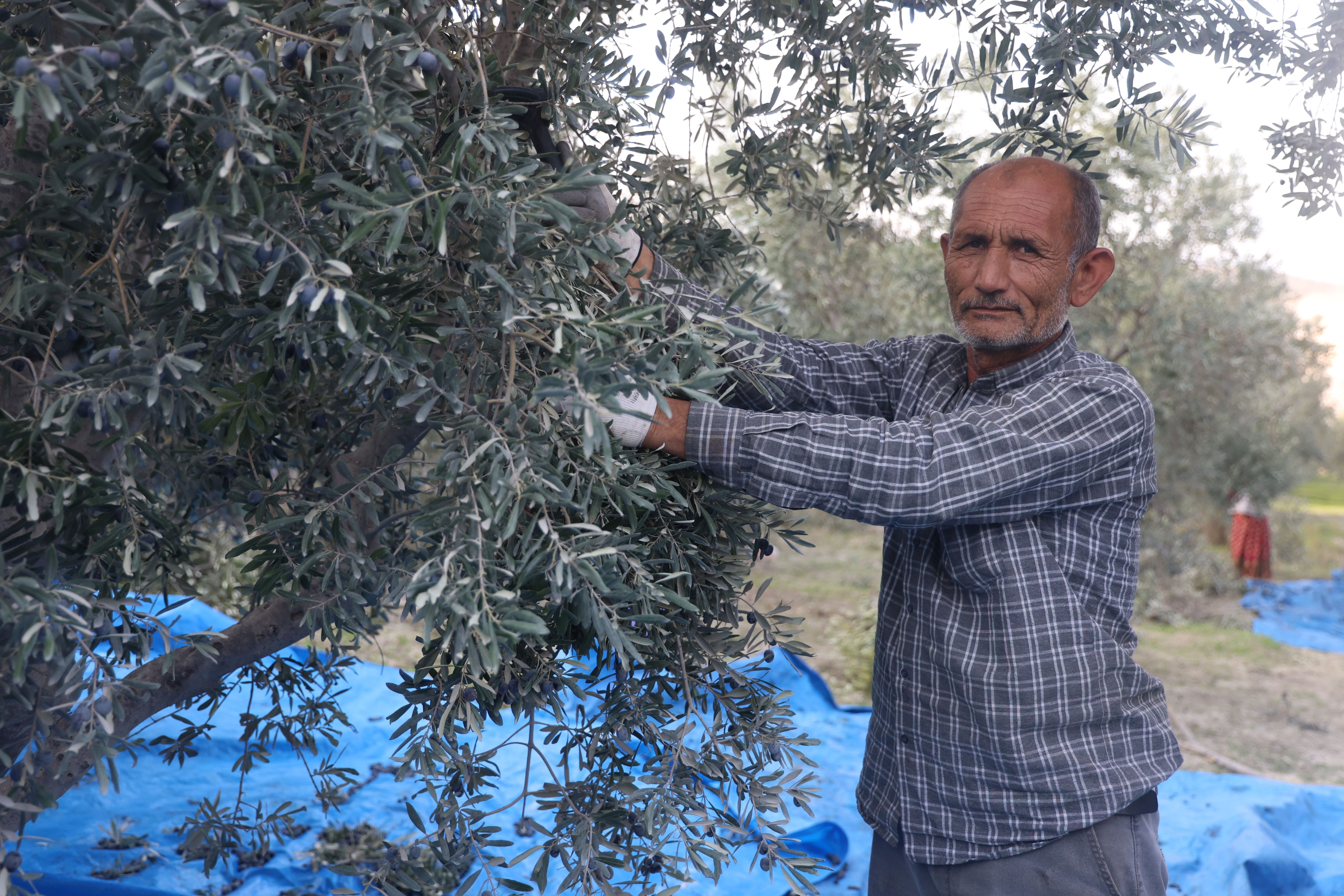 Kuraklık Zeytinyağı Üretimini Vurdu Rekolte Düştü (3)