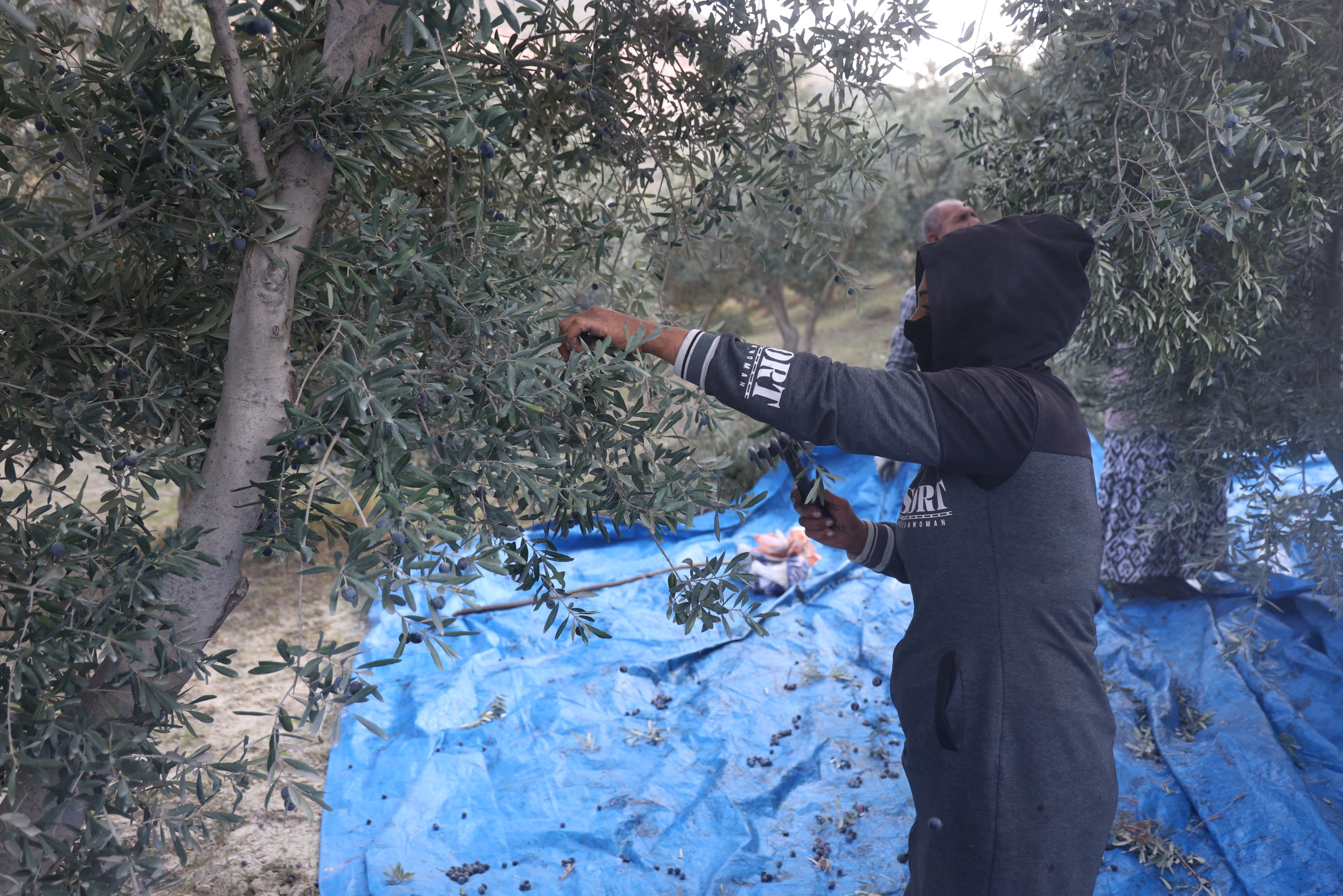 Kuraklık Zeytinyağı Üretimini Vurdu Rekolte Düştü (5)