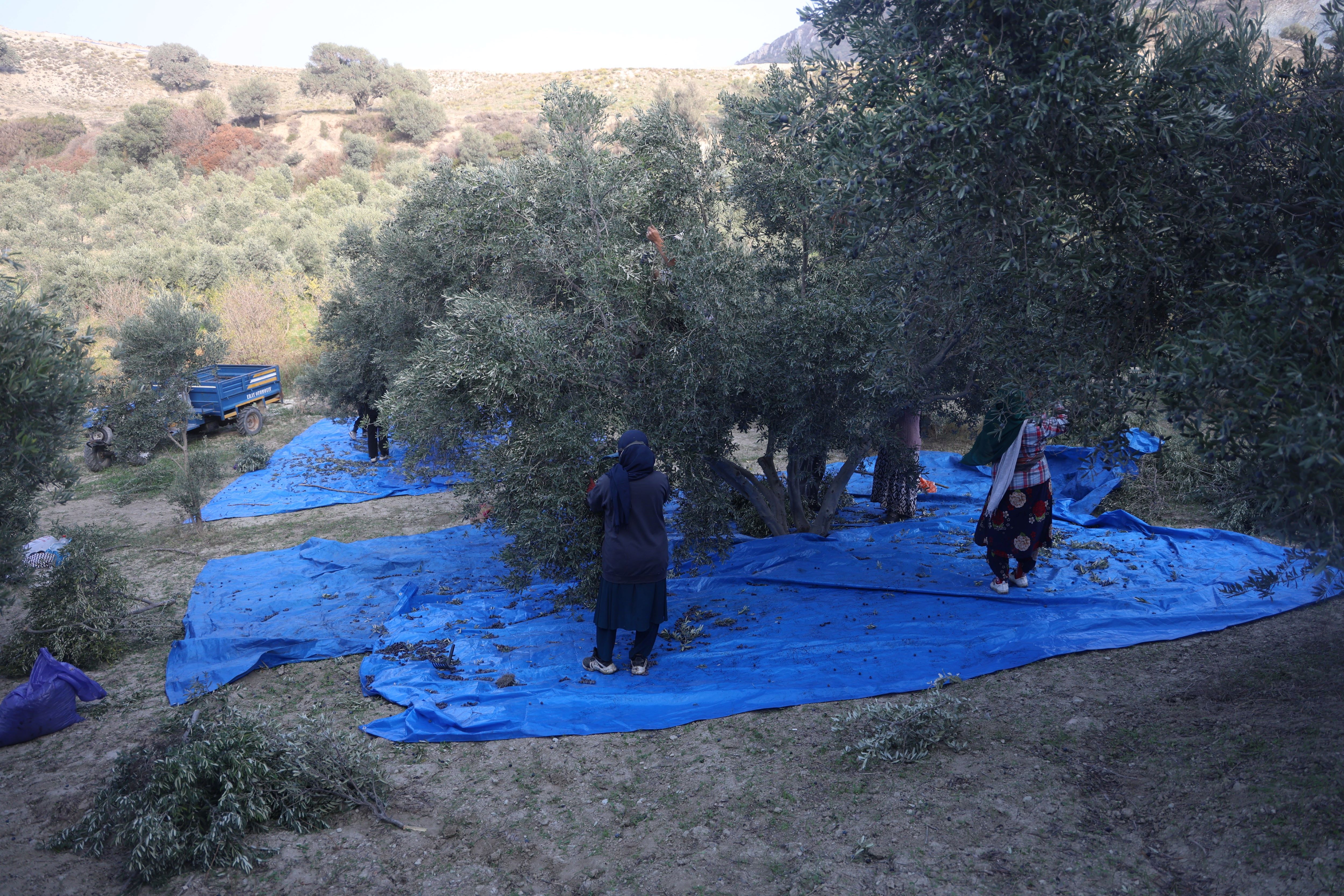 Kuraklık Zeytinyağı Üretimini Vurdu Rekolte Düştü (6)