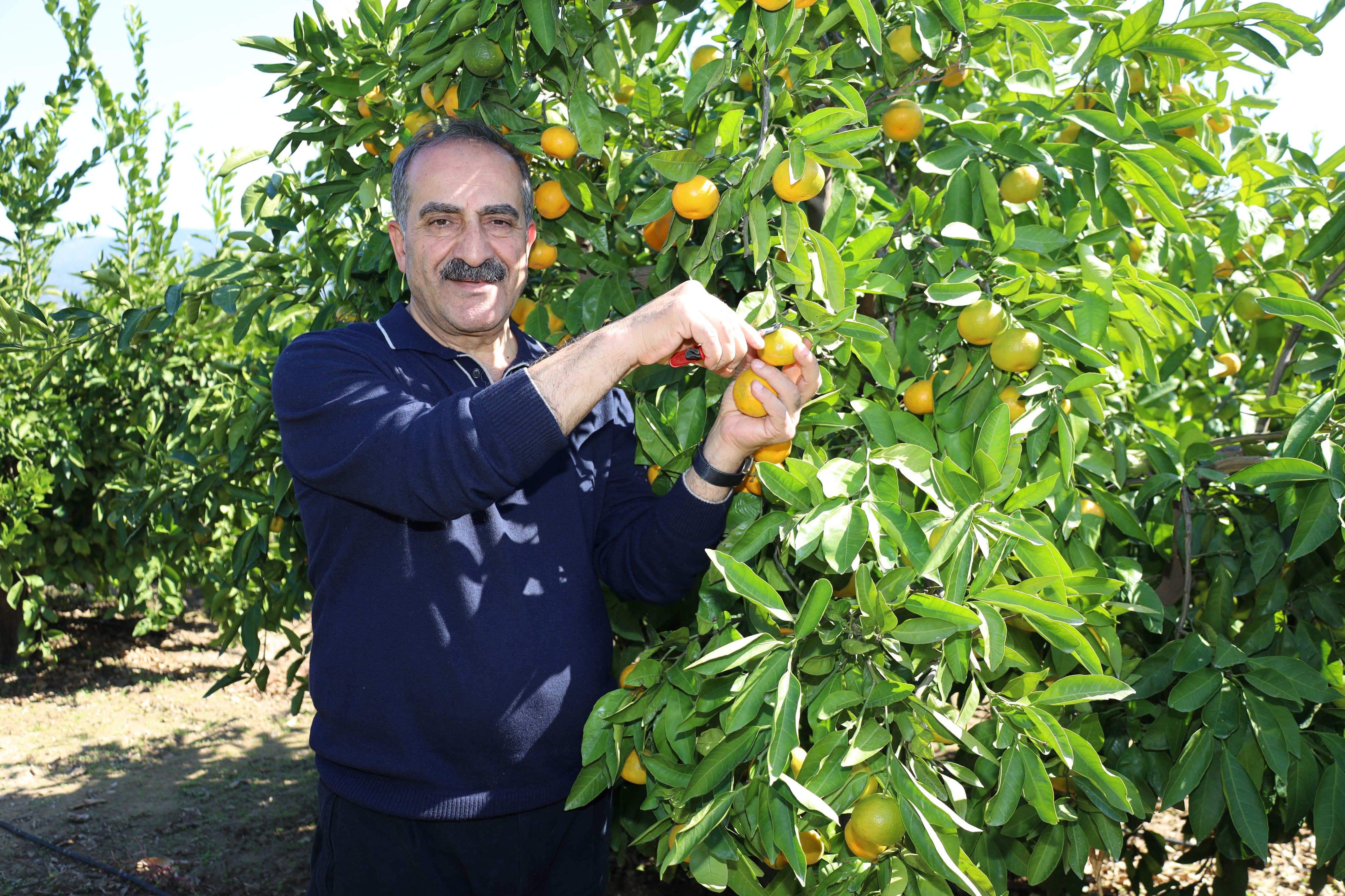Mandalina Ihracatında Tarihi Rekor (3)