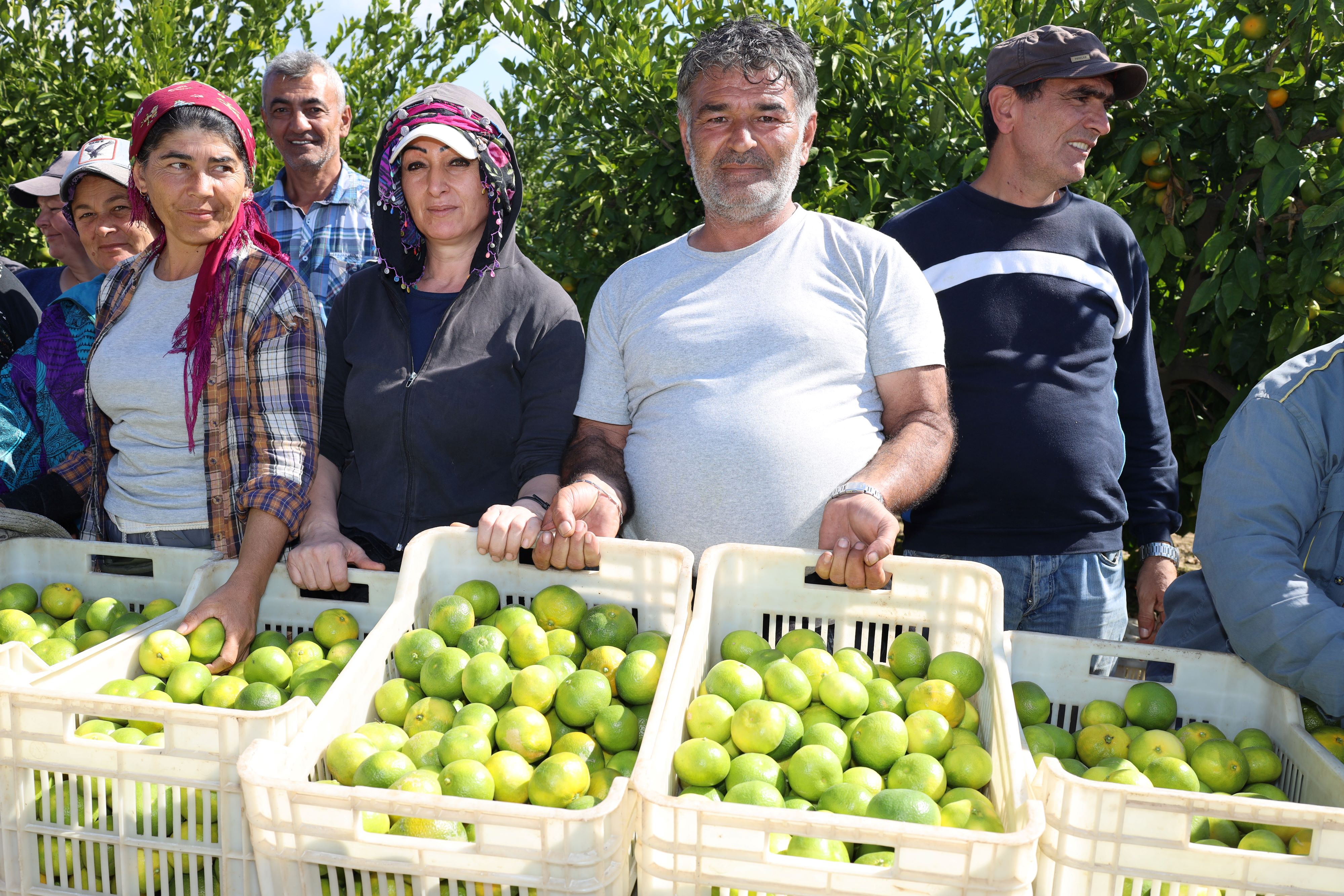 Mandalina Ihracatında Tarihi Rekor (4)