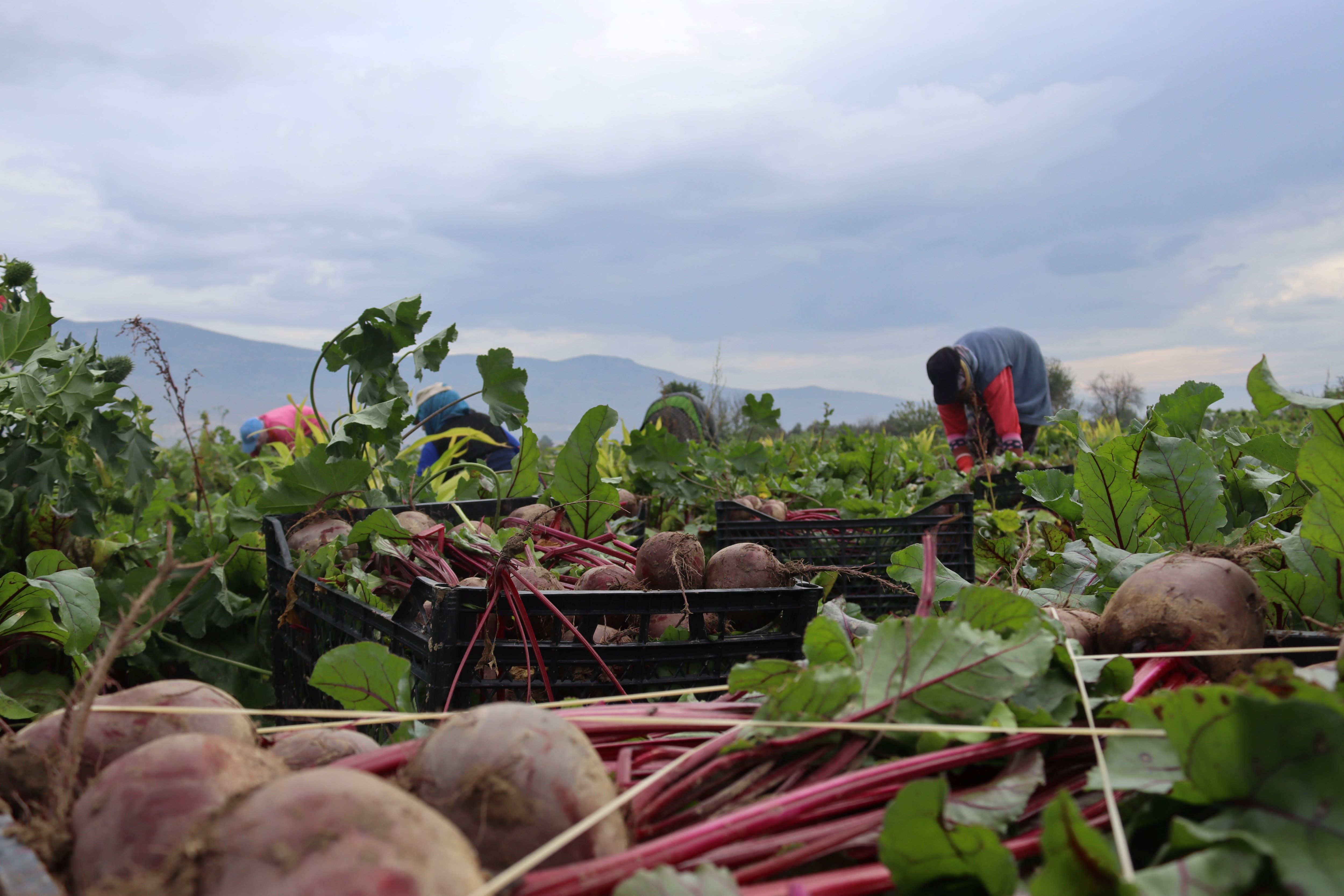 Menemen’de Kırmızı Pancar Hasadı Üreticinin Yüzünü Güldürdü (1)