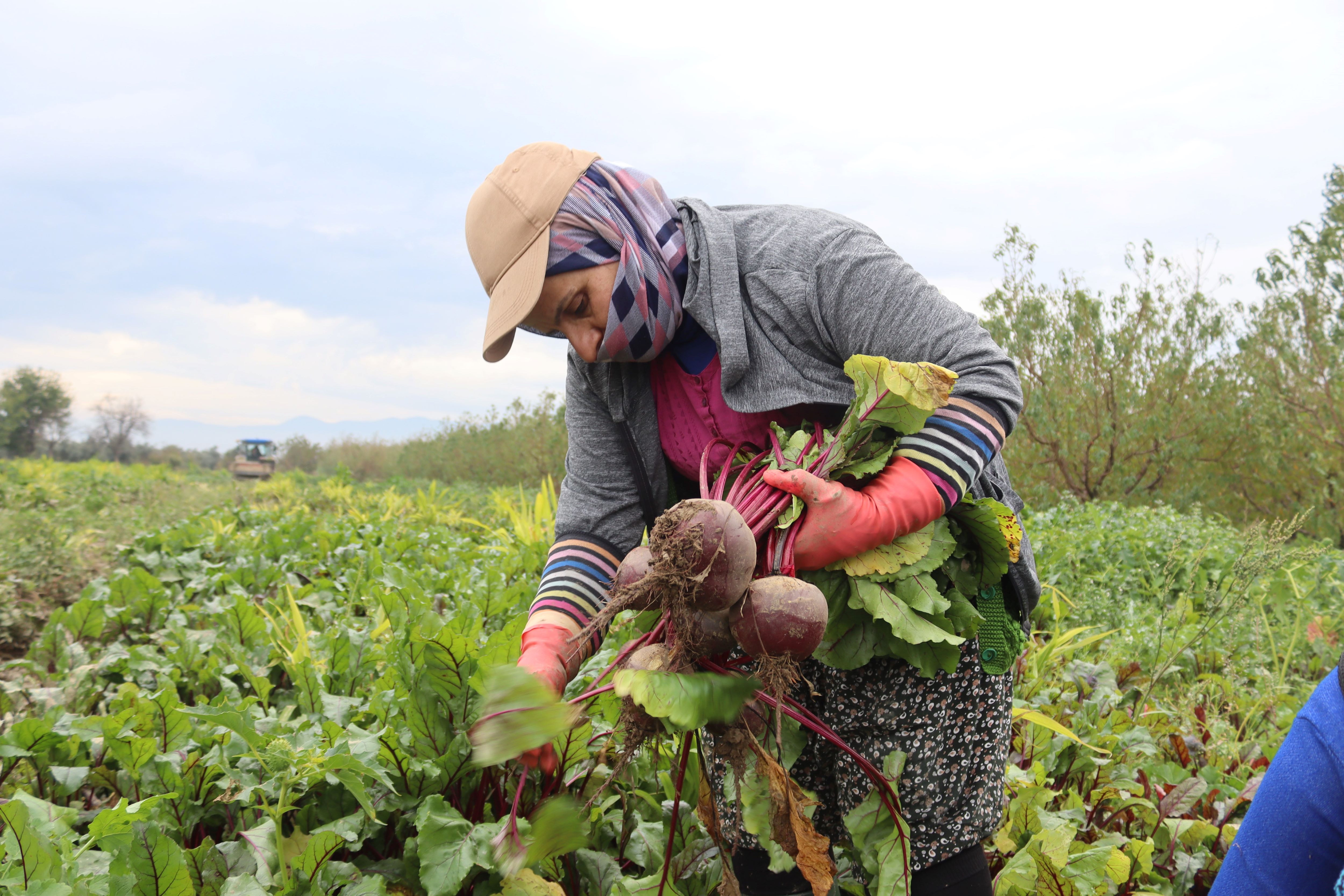 Menemen’de Kırmızı Pancar Hasadı Üreticinin Yüzünü Güldürdü (2)