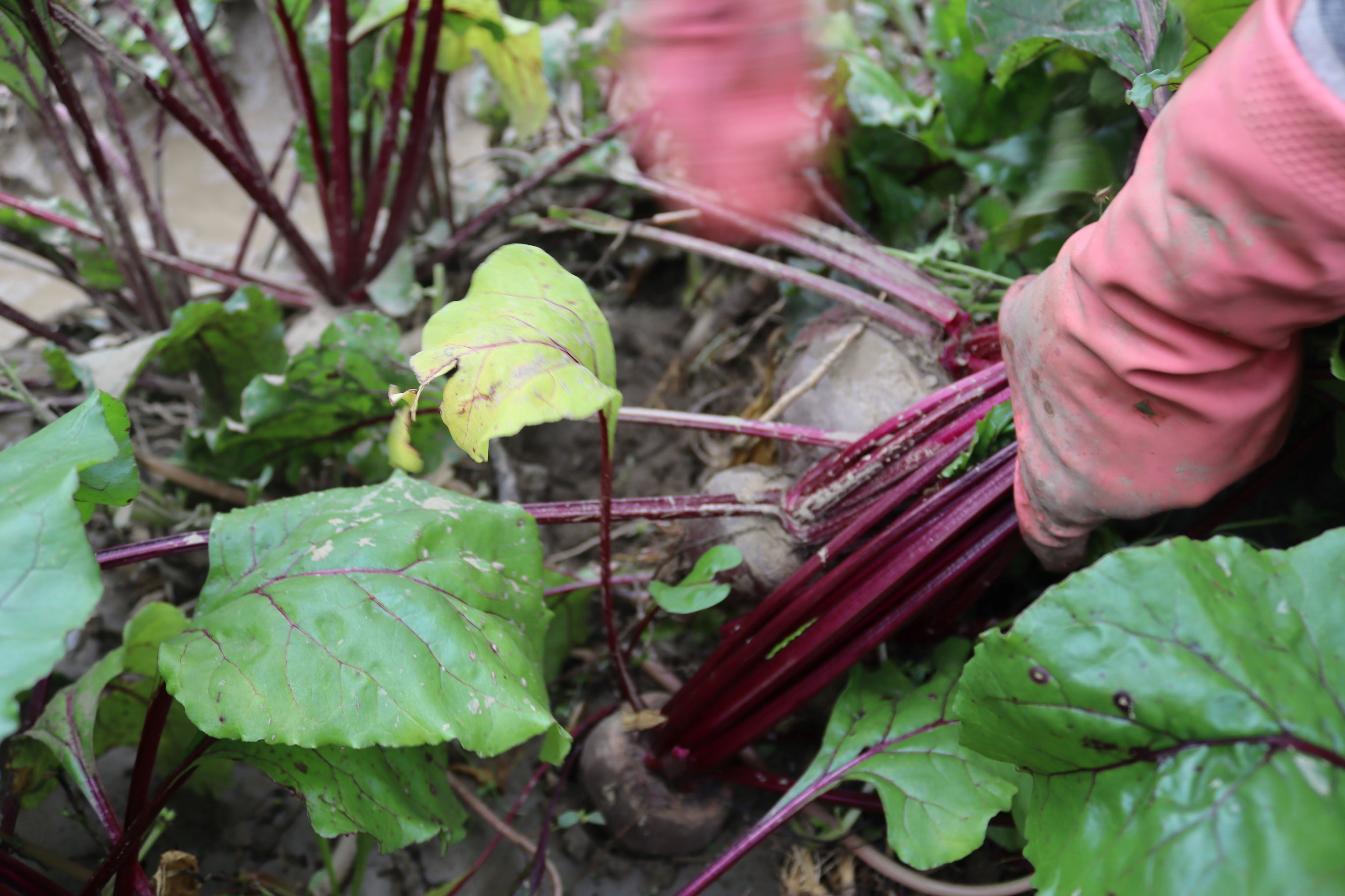 Menemen’de Kırmızı Pancar Hasadı Üreticinin Yüzünü Güldürdü (4)