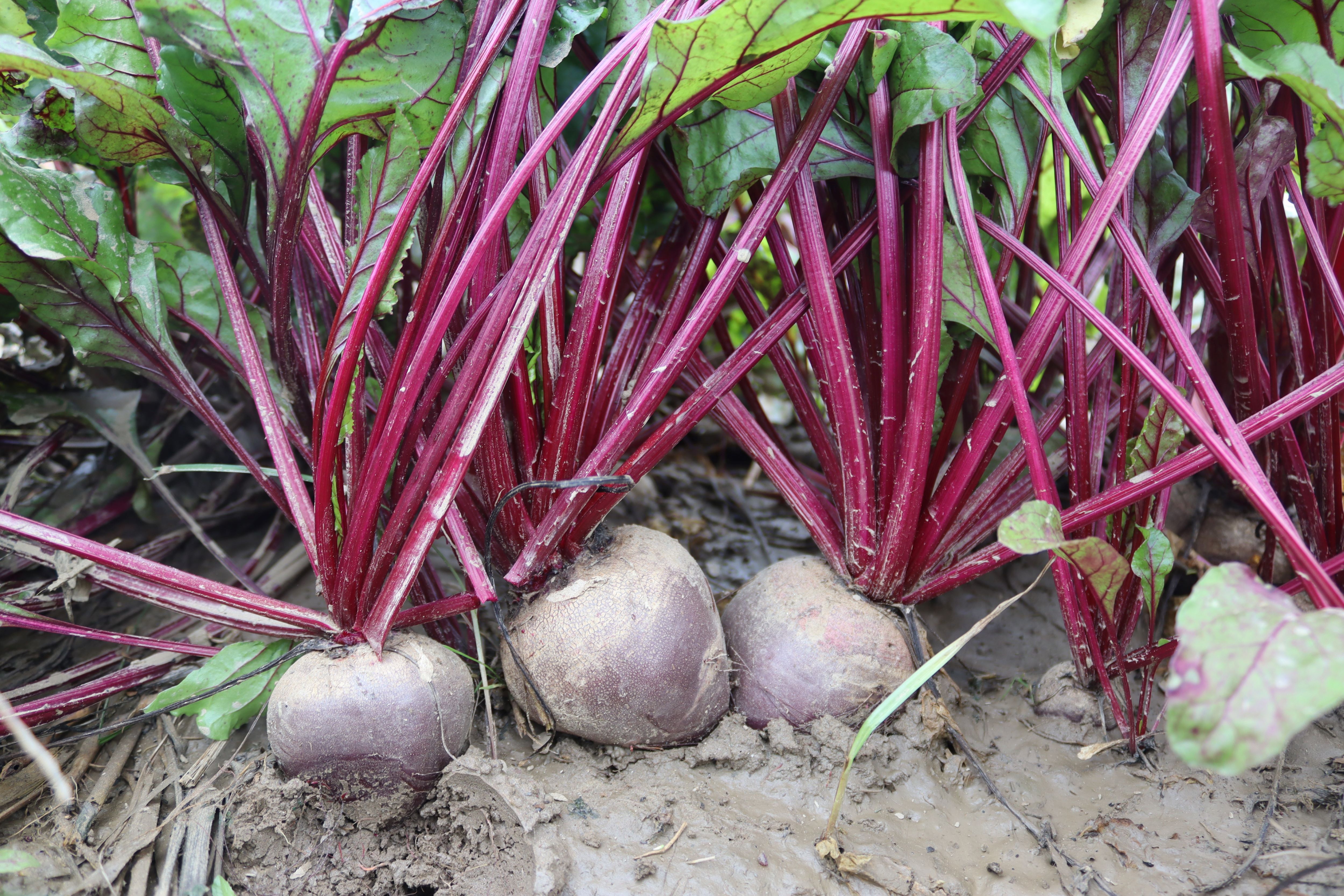 Menemen’de Kırmızı Pancar Hasadı Üreticinin Yüzünü Güldürdü (5)