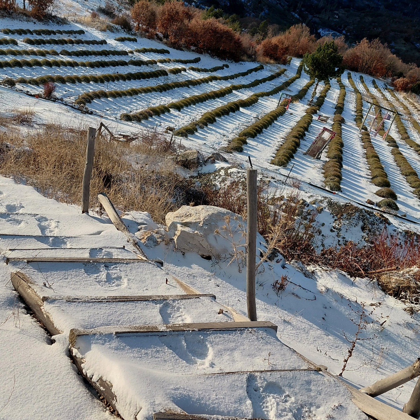 Mor Bahçeler Bir Gecede Beyaza Döndü (1)