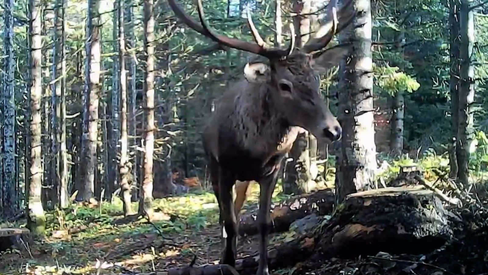 Ormanların Gizli Sakinleri Görüntülendi (2)