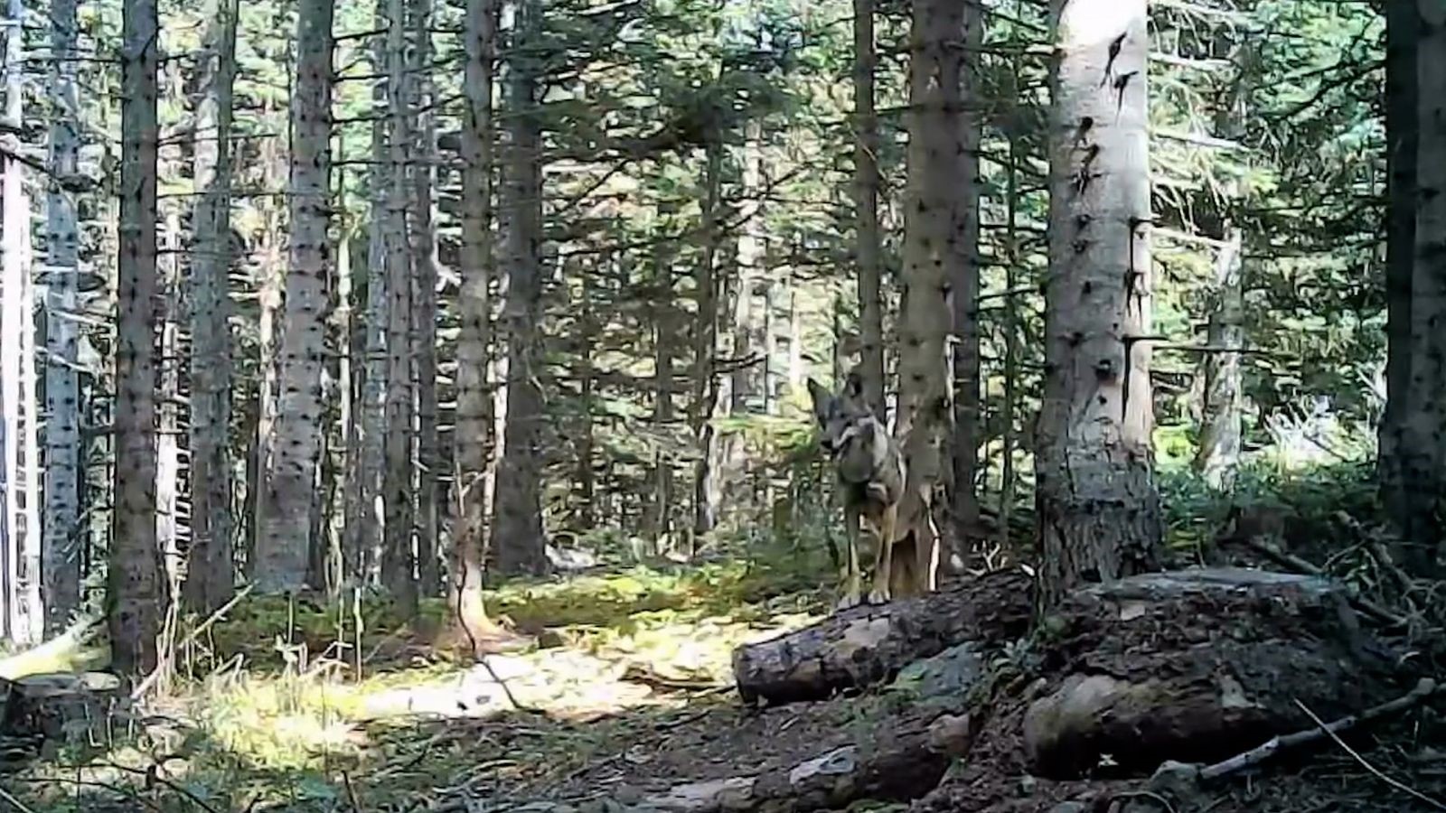 Ormanların Gizli Sakinleri Görüntülendi (5)