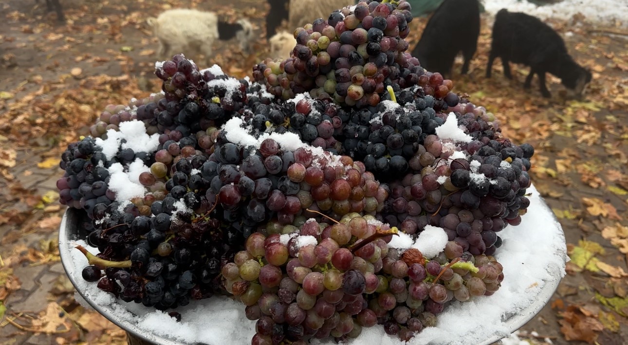 Sadece Bu Bölgede Yetişiyor Kara Kışa Meydan Okuyor! (2)