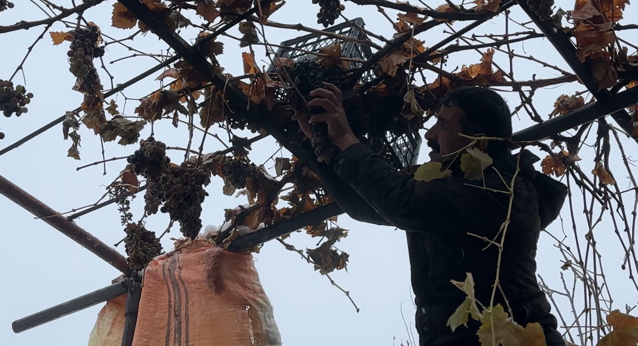 Sadece Bu Bölgede Yetişiyor Kara Kışa Meydan Okuyor! (4)