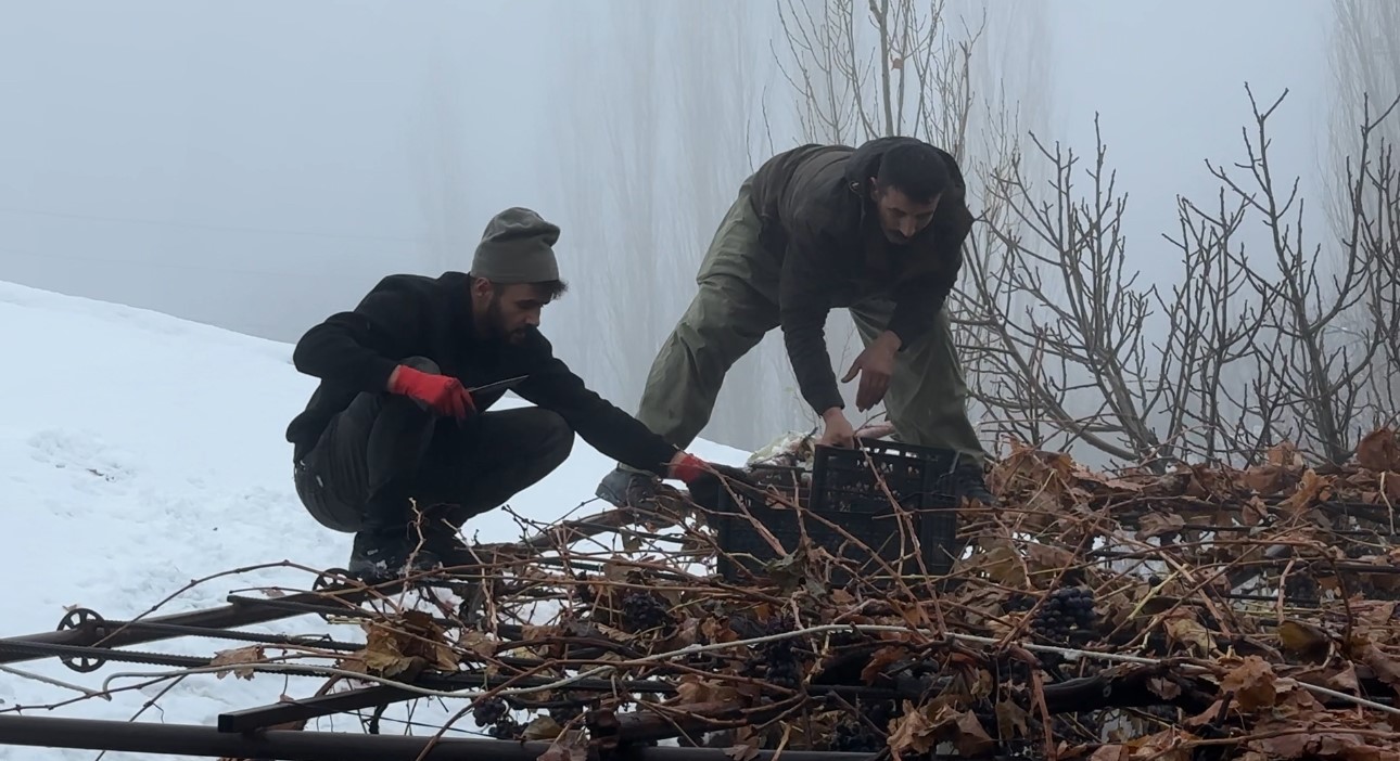 Sadece Bu Bölgede Yetişiyor Kara Kışa Meydan Okuyor! (5)
