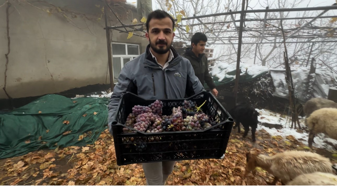 Sadece Bu Bölgede Yetişiyor Kara Kışa Meydan Okuyor! (6)