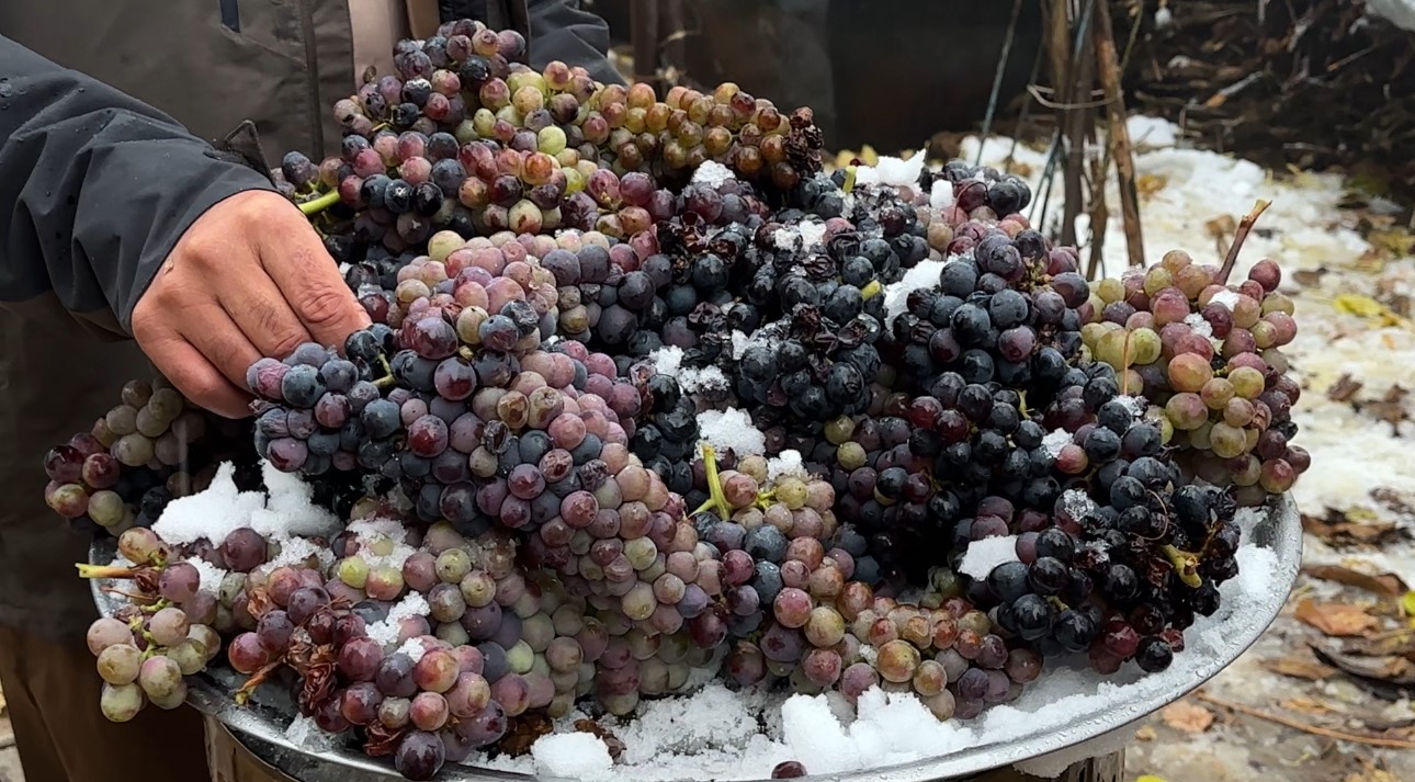 Sadece Bu Bölgede Yetişiyor Kara Kışa Meydan Okuyor! (7)