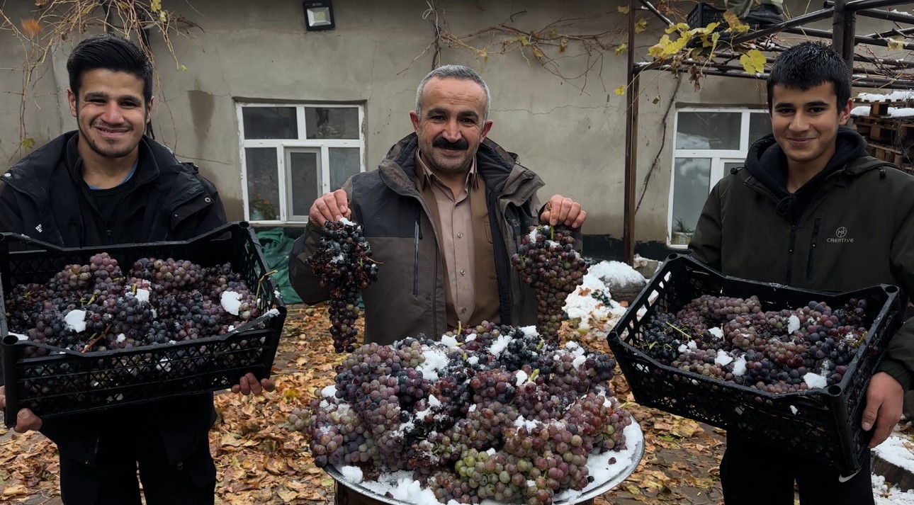 Sadece Bu Bölgede Yetişiyor Kara Kışa Meydan Okuyor! (8)