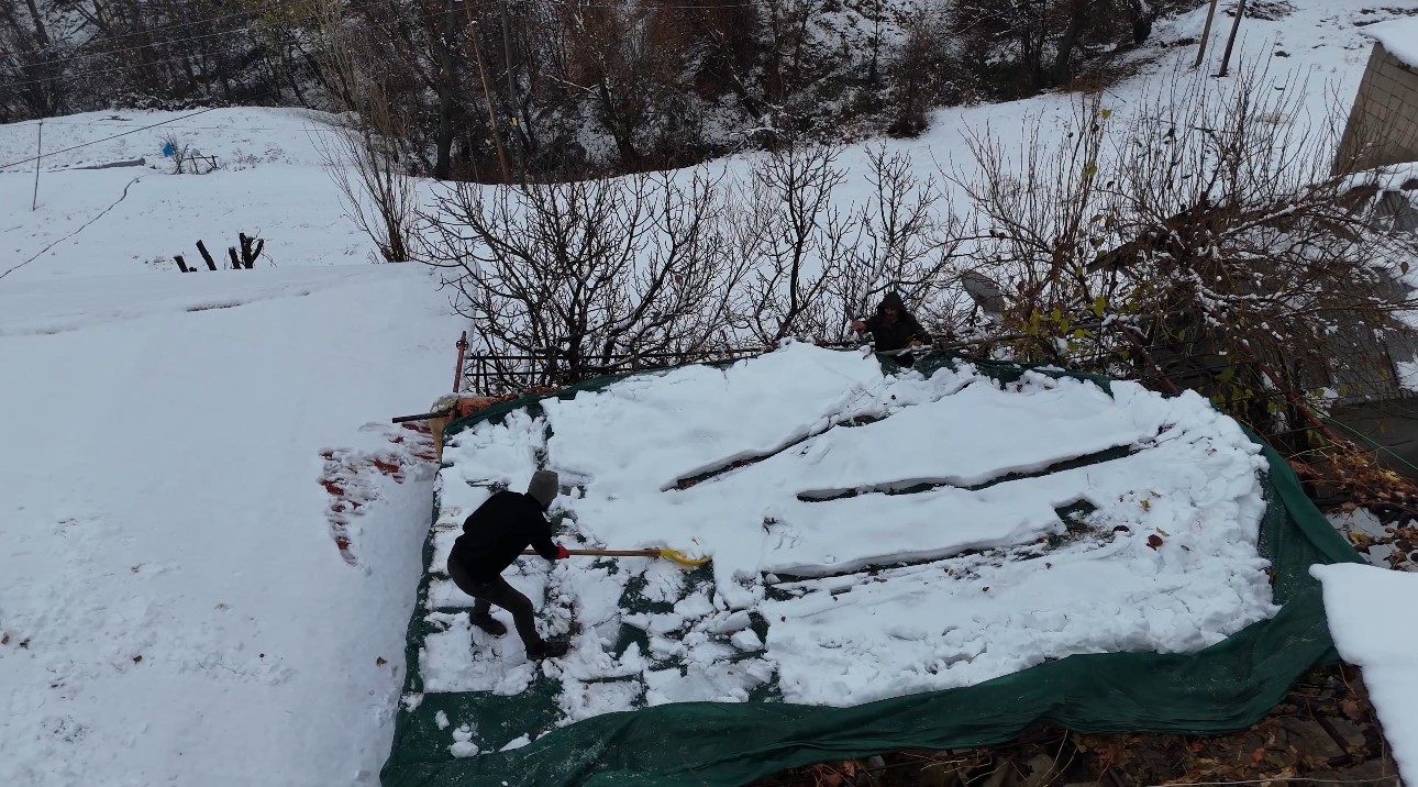 Sadece Bu Bölgede Yetişiyor Kara Kışa Meydan Okuyor! (9)