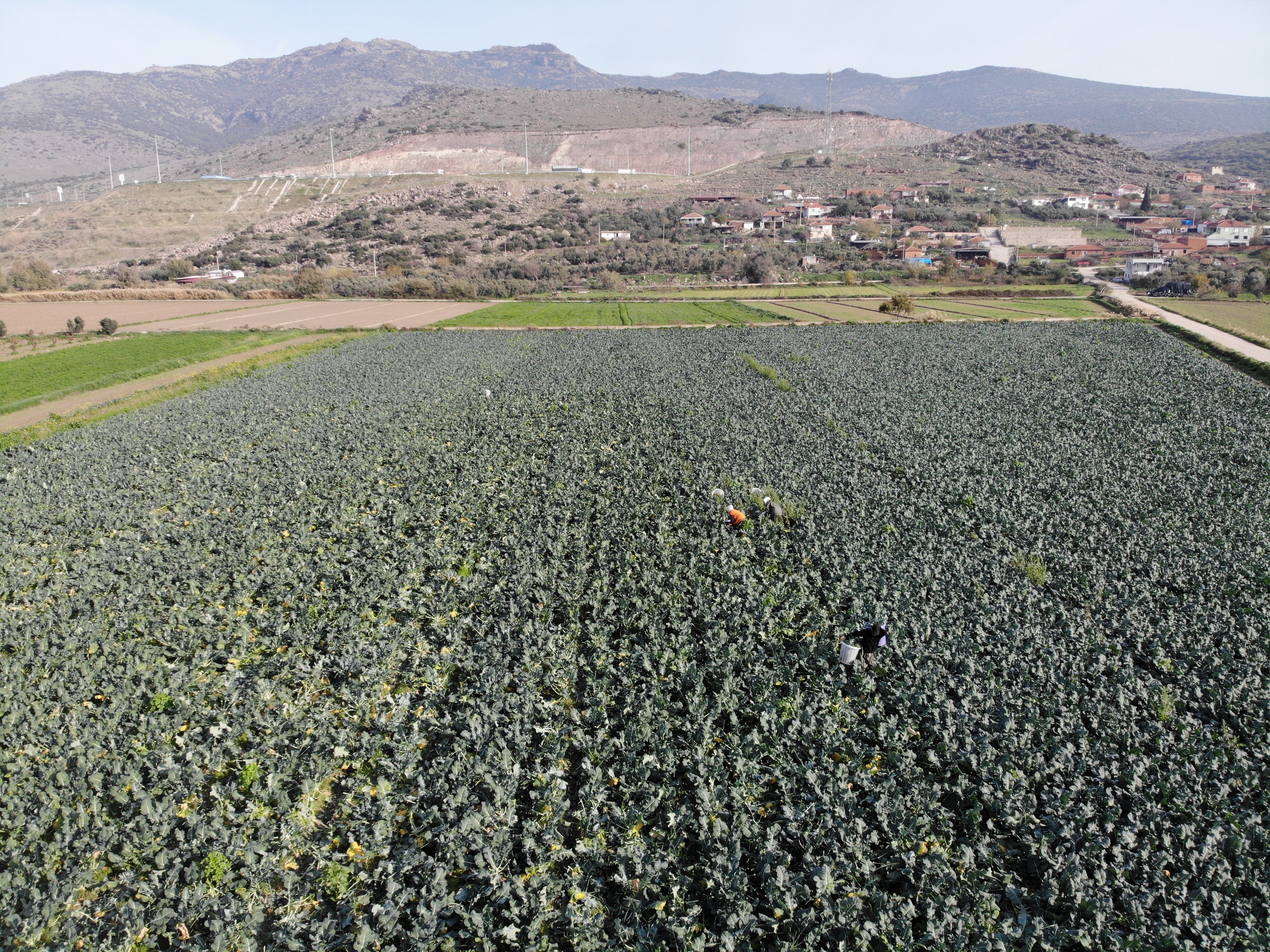 Türkiye’nin Brokoli Deposu Menemen’de Hasat Zamanı (1)