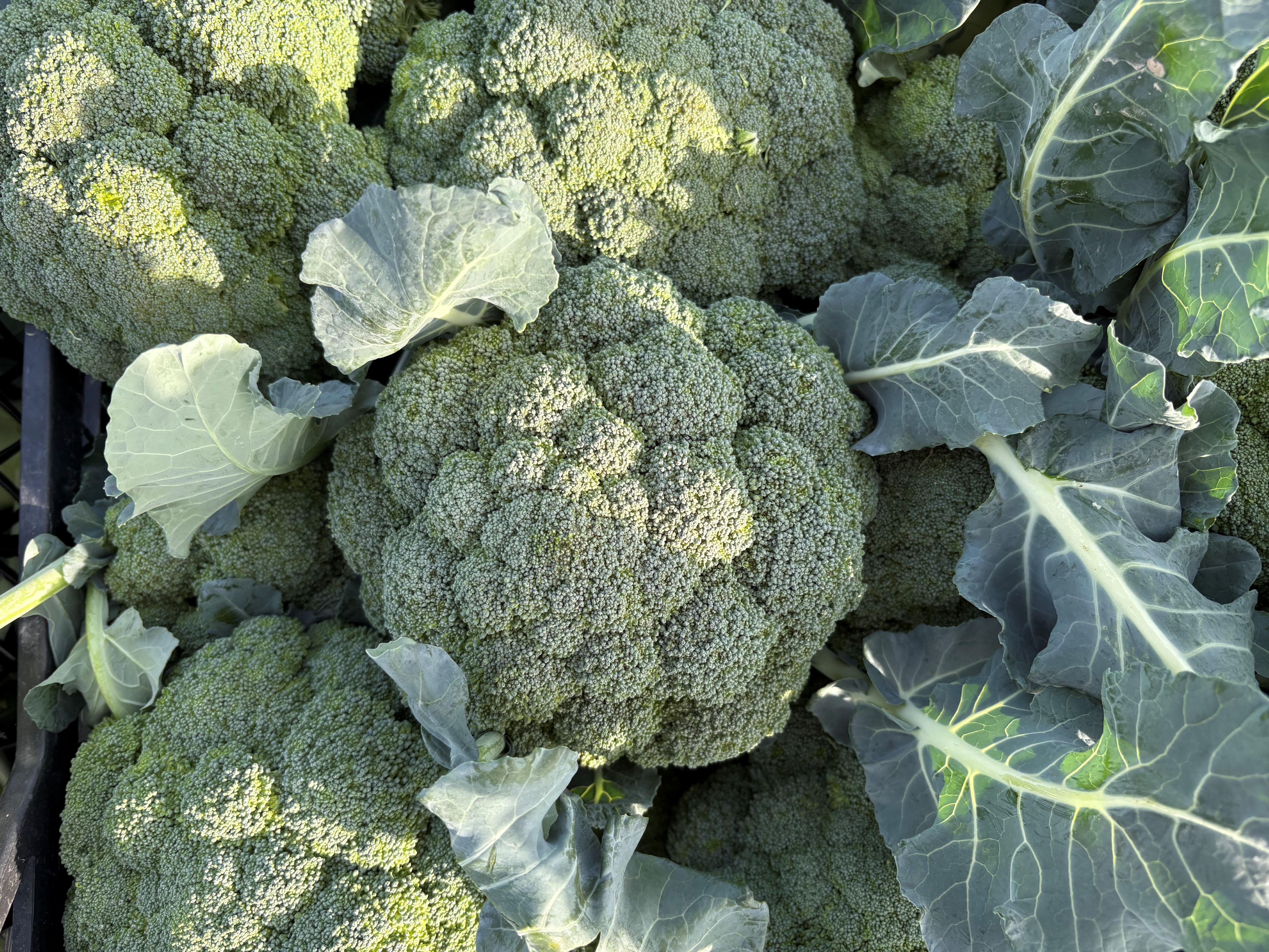 Türkiye’nin Brokoli Deposu Menemen’de Hasat Zamanı (2)