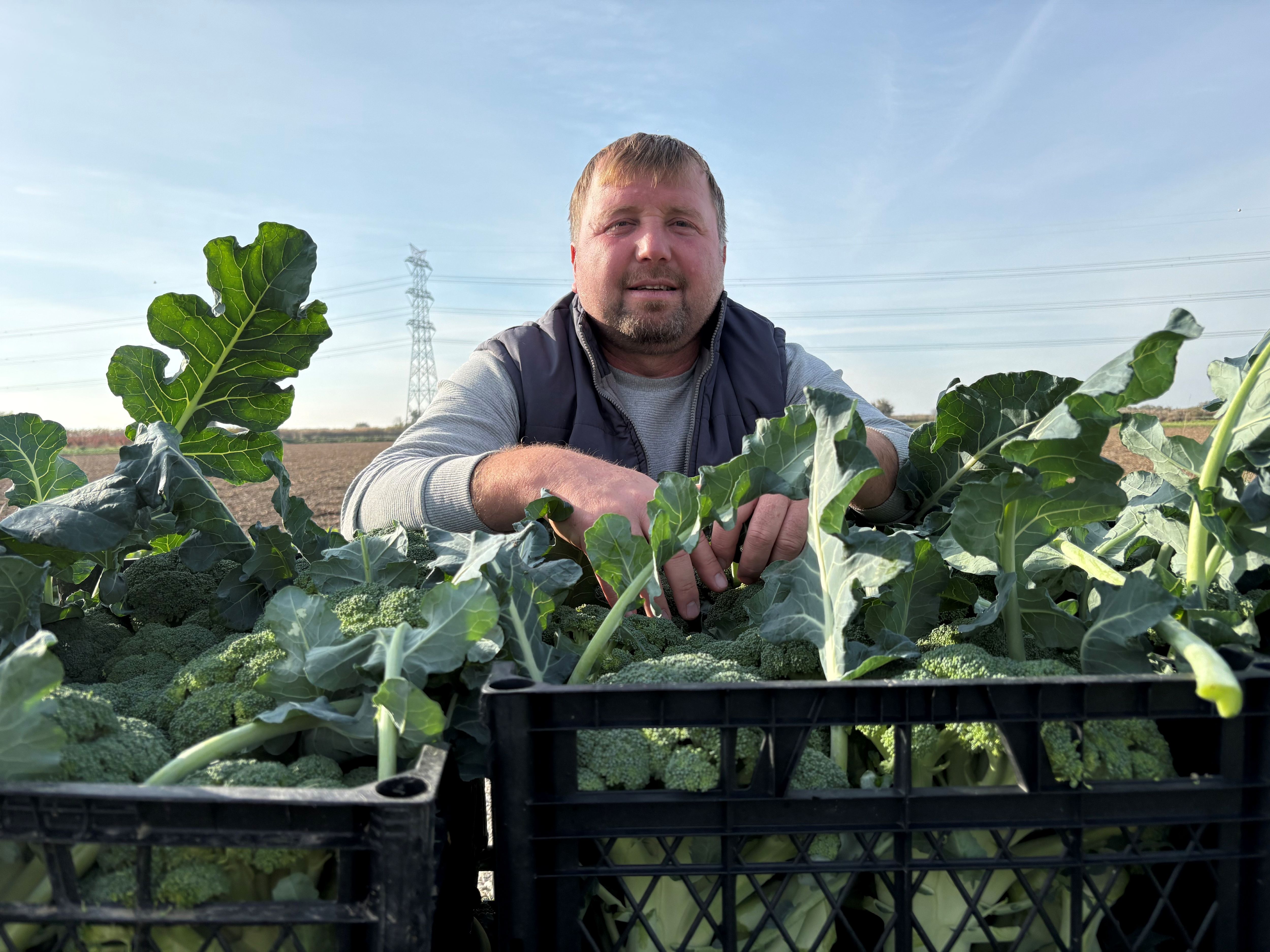 Türkiye’nin Brokoli Deposu Menemen’de Hasat Zamanı (4)