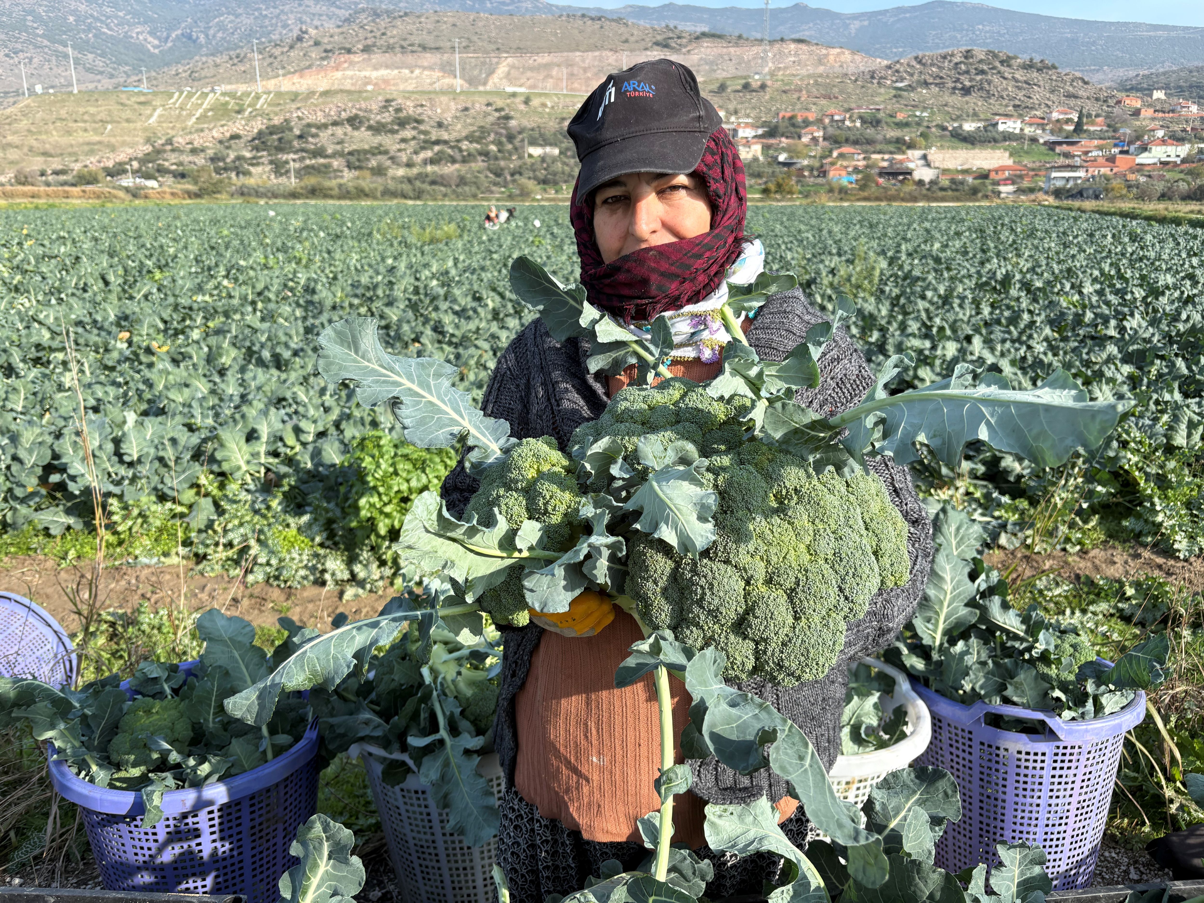 Türkiye’nin Brokoli Deposu Menemen’de Hasat Zamanı (5)