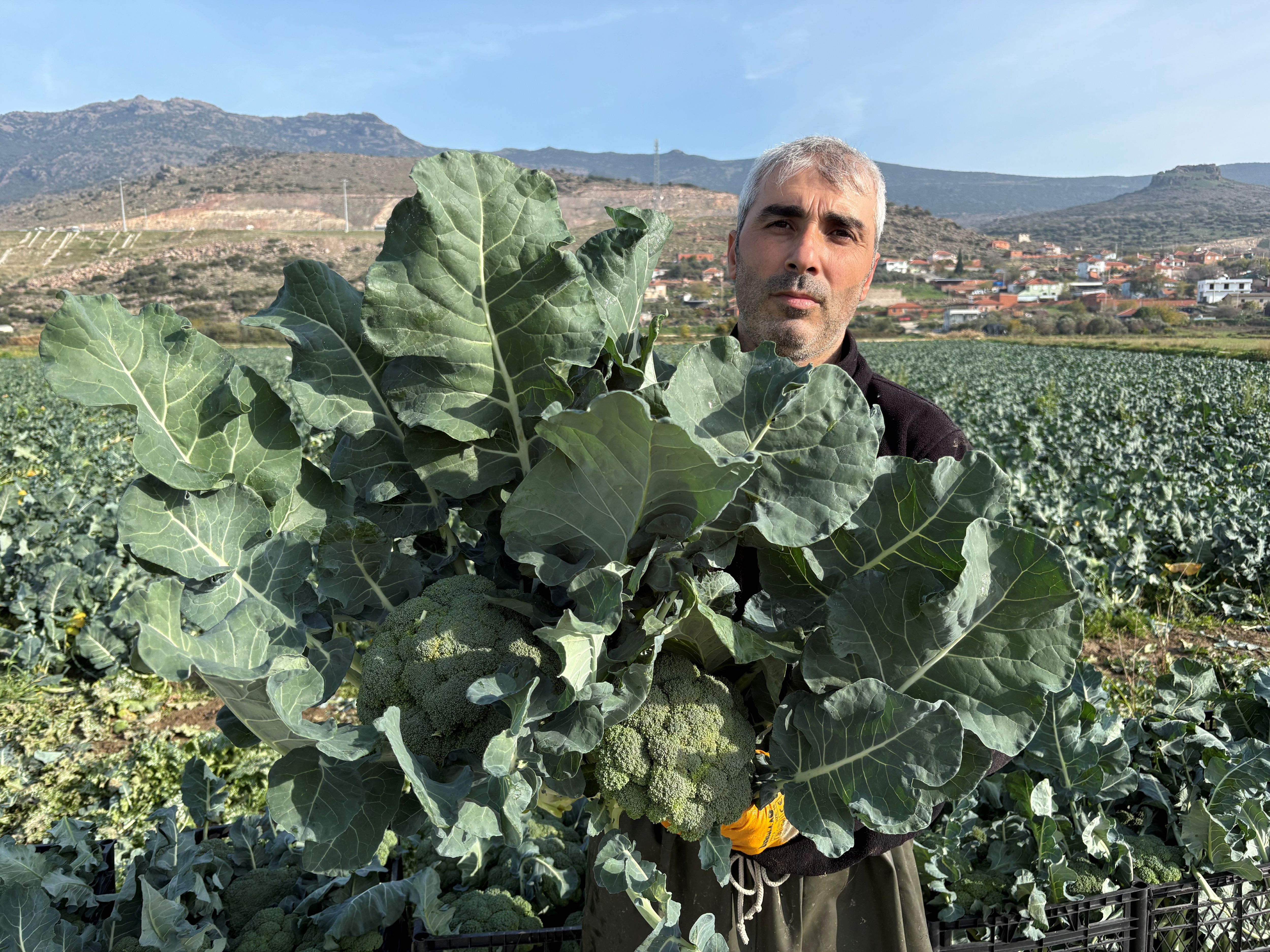 Türkiye’nin Brokoli Deposu Menemen’de Hasat Zamanı (6)